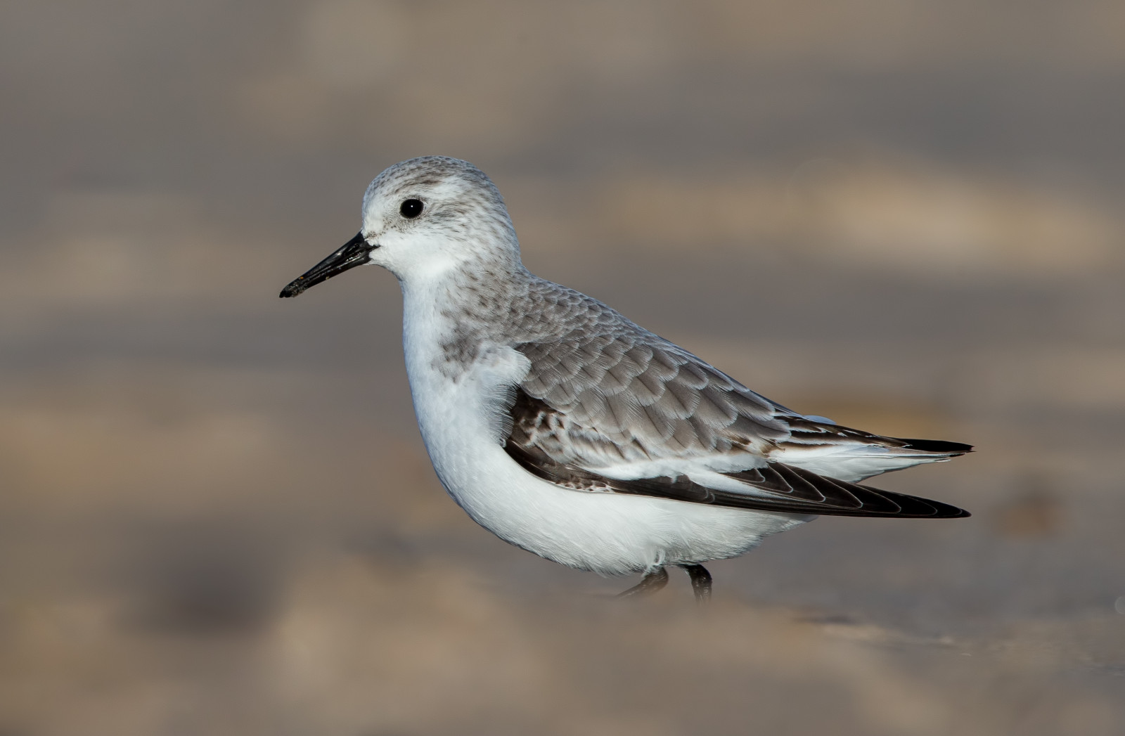 Příroda, písek, Červené, pláž, Anglie, Volně žijících živočichů, zobák, pták, racek, křídlo, fauna, severovýchod, obratlovců, zblízka, Charadriiformes, Sanderling, shorebird, sandpiper, racek stříbřitý, calidrid, red couval sandpiper
