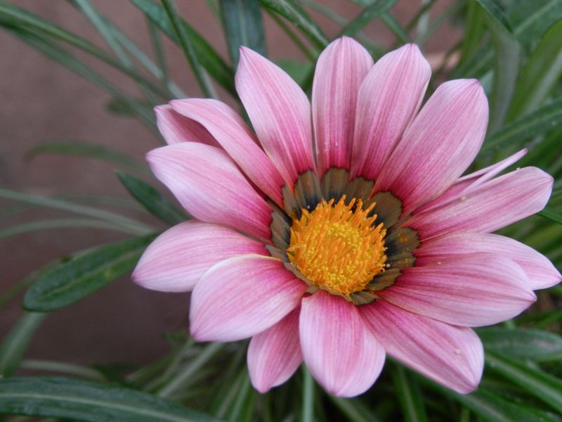 dieren, natuur, roze, Madeliefje, andiie, bloem