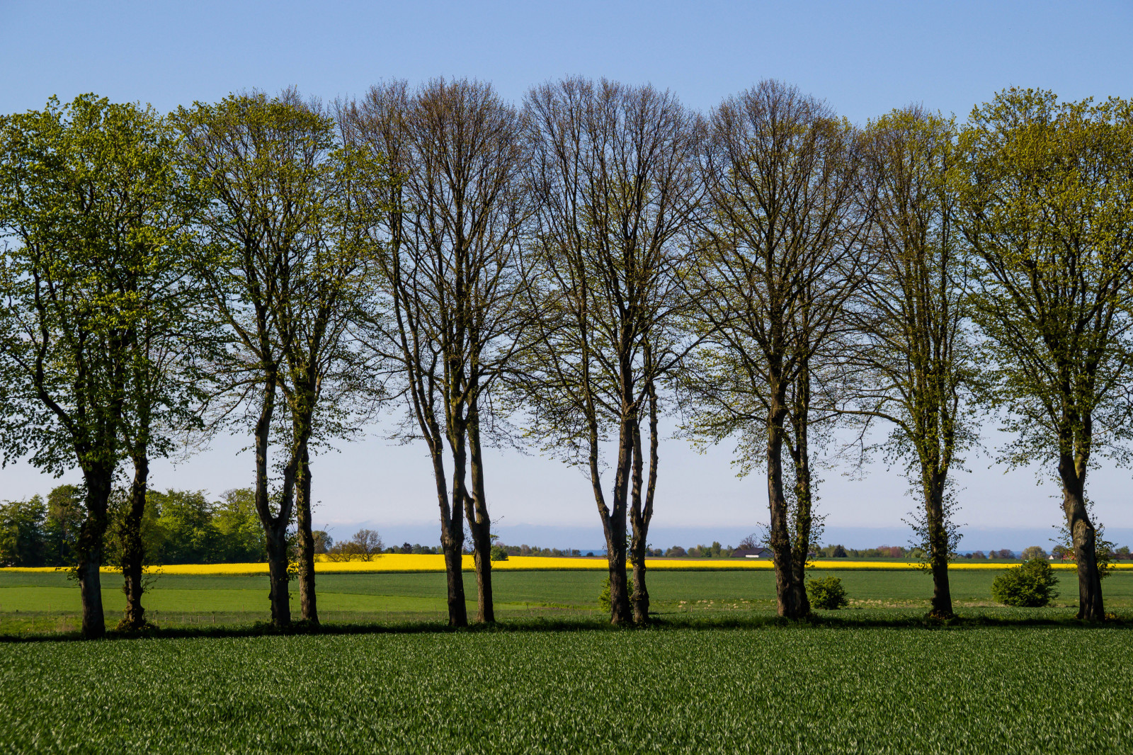 træ, himmel, natur, vedplante, grøn, Mark, græsarealer, græs, gul, plante, græs, eng, blad, lund, græsplæne, landskab, dagtimerne, sollys, landdistrikt, afdeling, Sky, biom, almindeligt, forår, prærie, græs familie, parkere