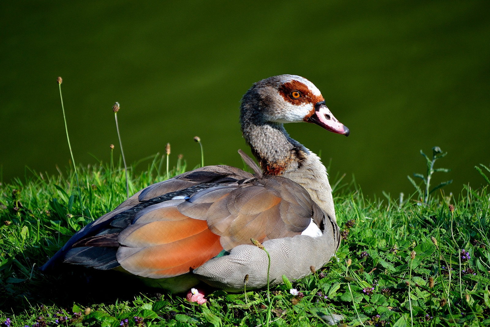 Duck Sit Position Wallpaper : bird, duck, grass, sit 2272x1515 - CoolWallpapers - 658642 ...