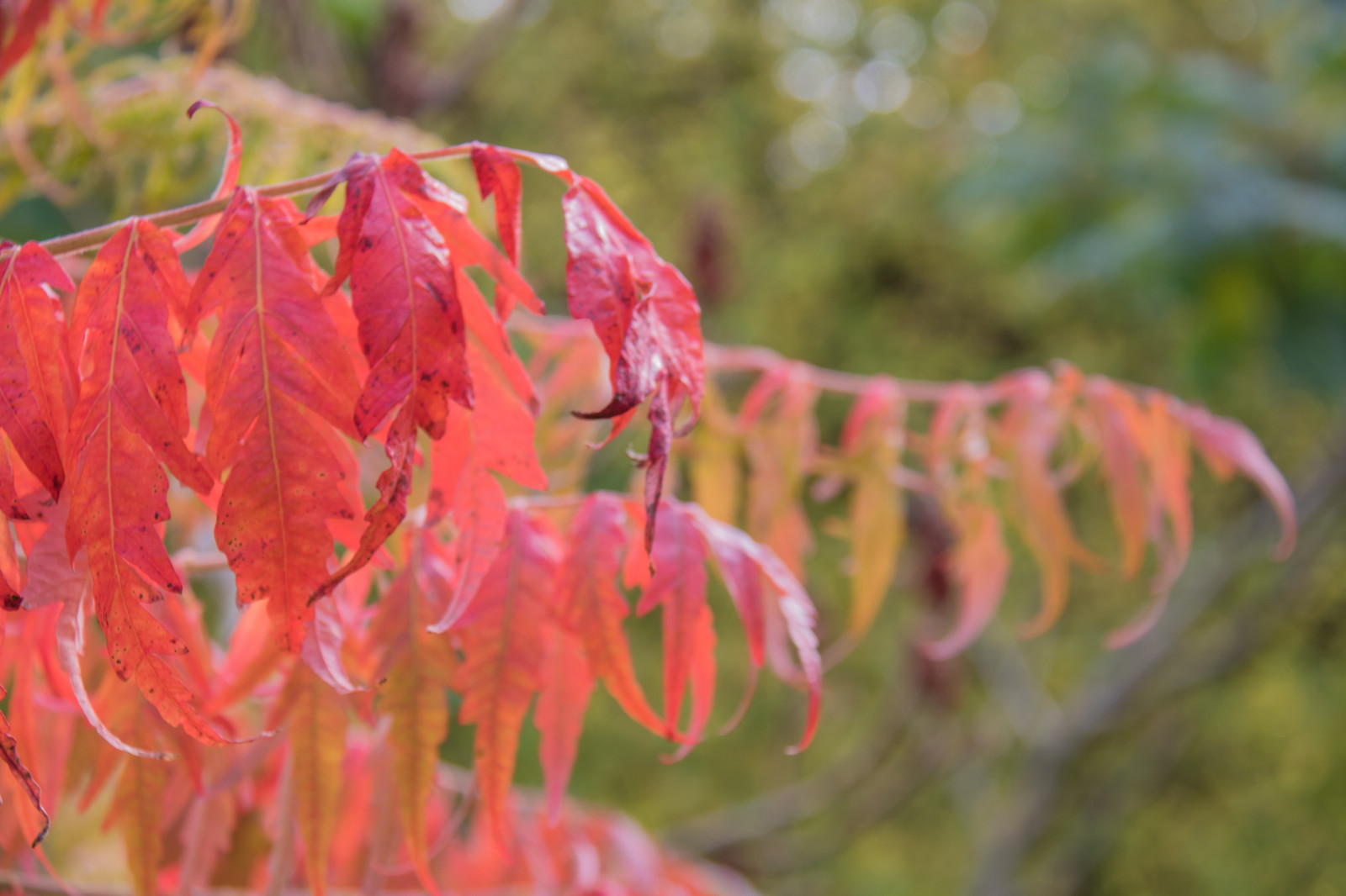 zahrada, Příroda, Červené, park, větev, květ, strom, podzim, list, květ, rostlina, sezóna, flóra, h st, l v, exif modelu canoneos760d, geocountry, Kamera aby kánon, geocity, Model fotoaparátu canoneos760d, geostate, geolocation, EXIF čočka efs18200mmf3556is, EXIF otvor 56, exif aby kánon, exif focallength 60mm, EXIF isospeed 125, Alnarp, botanika, suchozemská rostlina, kvetoucí rostlina, dřevina, zblízka, keř, makro fotografie, javor