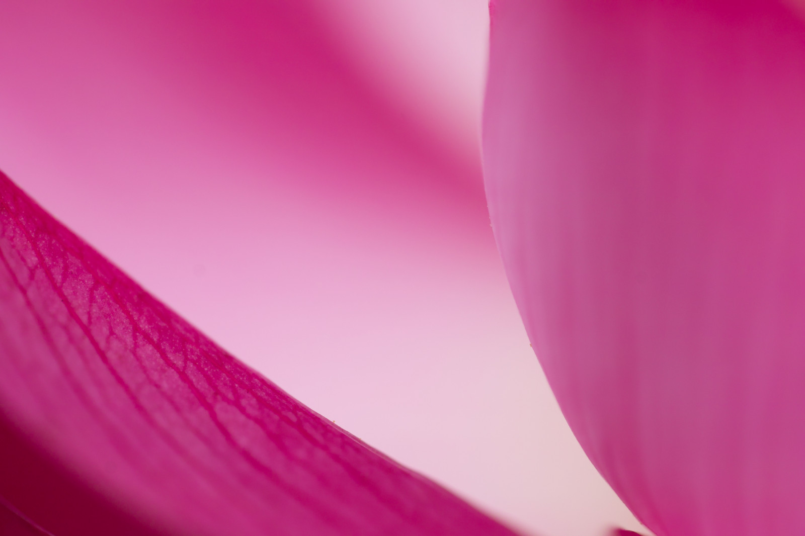 Červené, nachový, makro, růžový, purpurová, Lotus, lilly, barva, list, květ, rostlina, okvětní lístek, Foveon, suchozemská rostlina, kvetoucí rostlina, zblízka, makro fotografie, Sd15