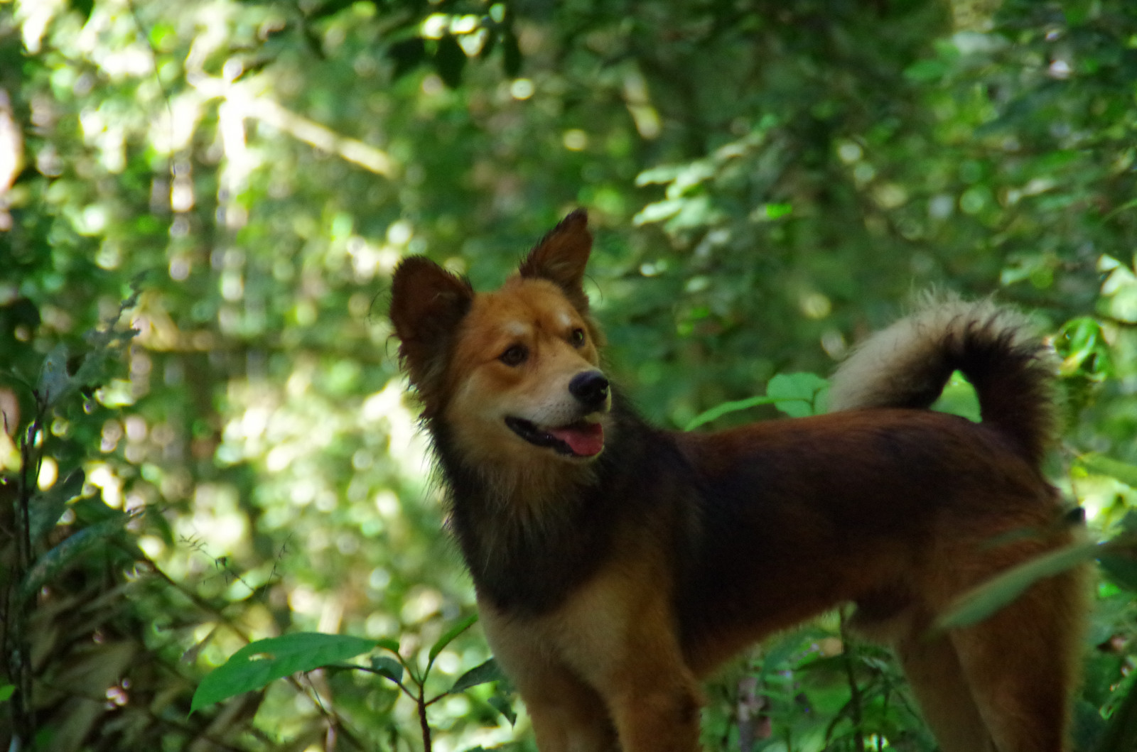 psí plemeno, psí plemeno skupina, pes jako savec, Pes, fauna, čenich, Finský špic, rostlina, Islandský ovčák, companion dog, špicl, deštný prales, Východosibiřská lajka, norský lundehund, Volně žijících živočichů