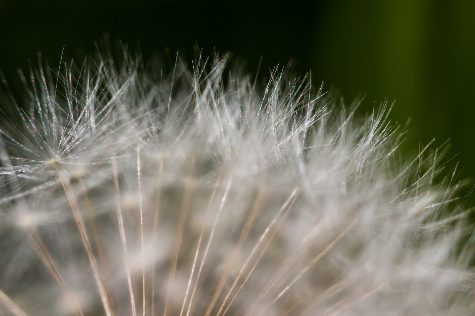 slunečnímu záření, voda, Příroda, tráva, pole, fotografování, makro, zelená, vzor, pampeliška, rosa, list, květ, rostlina, flóra, makro, maskros, Kamera aby kánon, geolocation, exif aby kánon, EXIF isospeed 100, m nster, exif focallength 100mm, EXIF otvor 50, EXIF ef100mmf28lmacroisusm čočka, Model fotoaparátu canoneos100d, exif modelu canoneos100d, trávník, suchozemská rostlina, kvetoucí rostlina, zblízka, makro fotografie, trny trny a trny, tráva rodina, závod stonek, daisy rodina, vlhkost