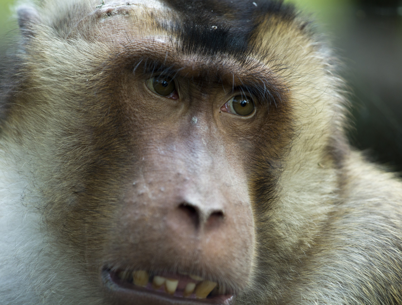 Wallpaper Berlin, nature, look, animal, closeup, Germany, nose, deutschland, Zoo, monkey, see