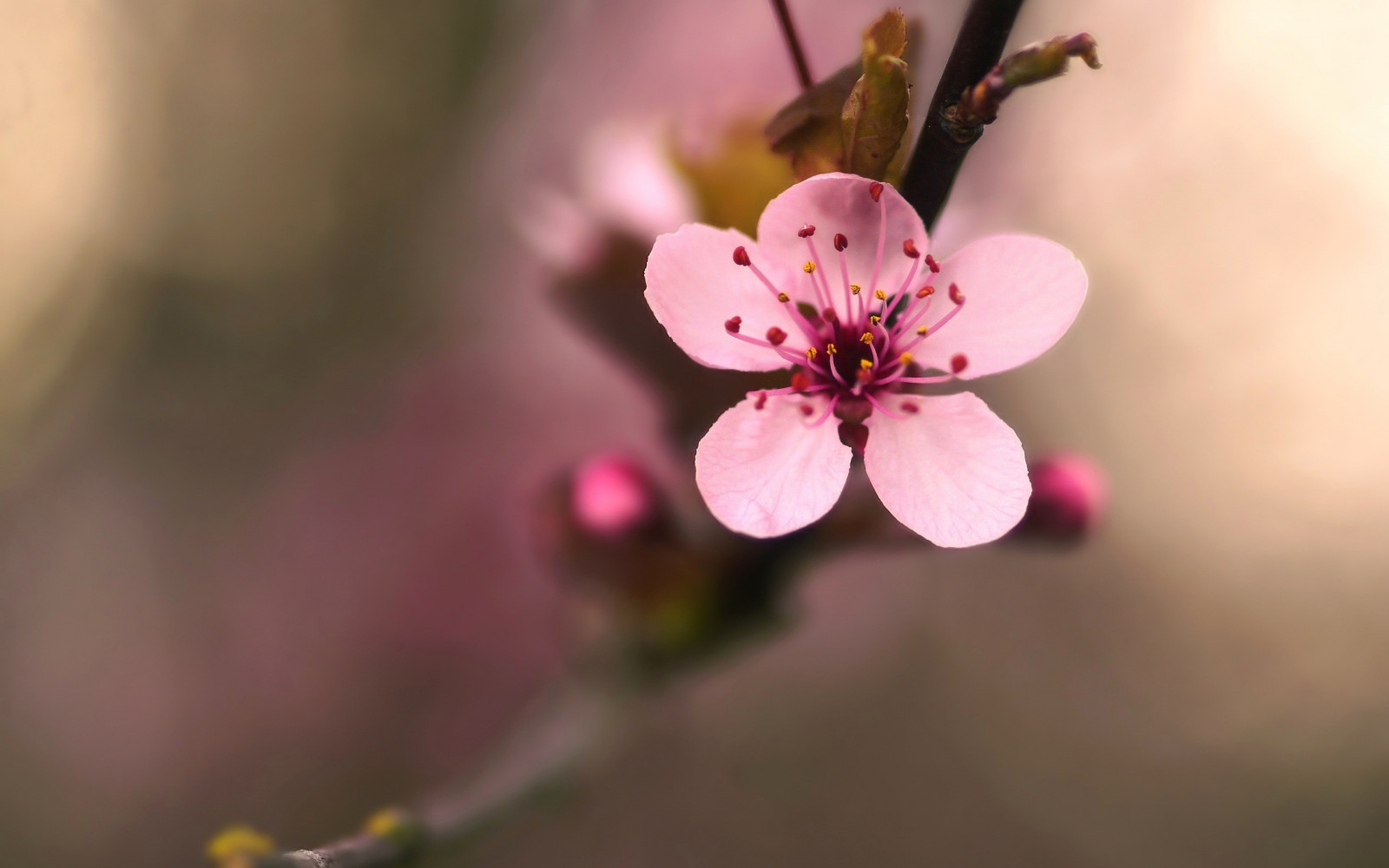květiny, Příroda, rostliny, fotografování, makro, větev, Třešňový květ, květ, růžový, jaro, list, květ, rostlina, flóra, okvětní lístek, divoká rostlina, vyrobit, botanika, zblízka, makro fotografie, závod stonek