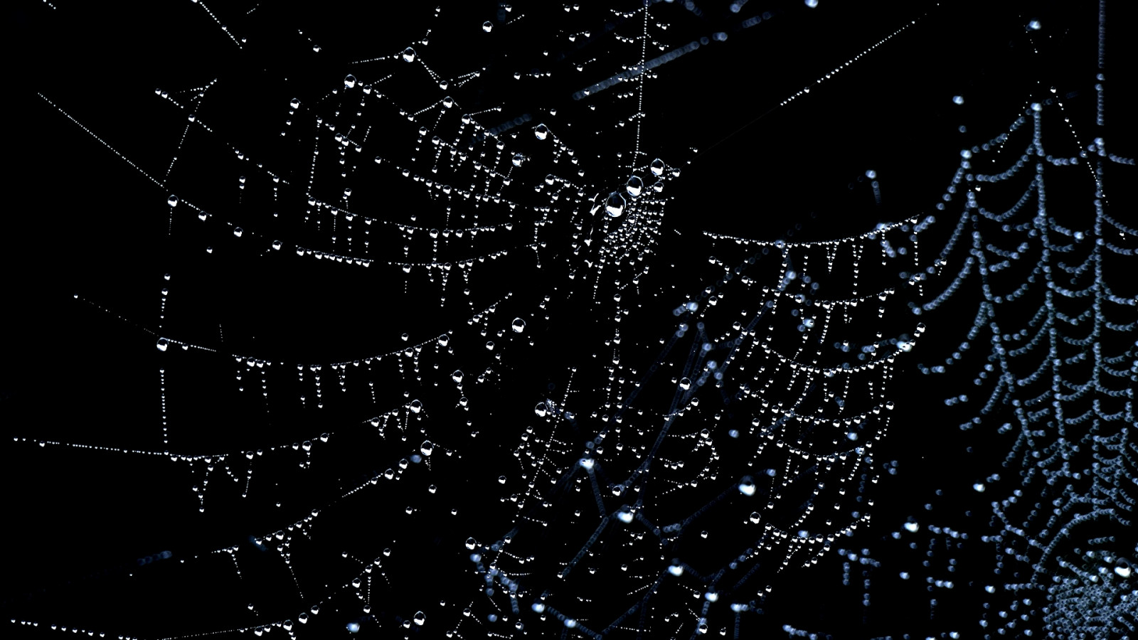 blackbackground, kapičky, pavoučí síť, moje zahrada, Spinnenweb, regendruppels, panasonicdmcfz1000