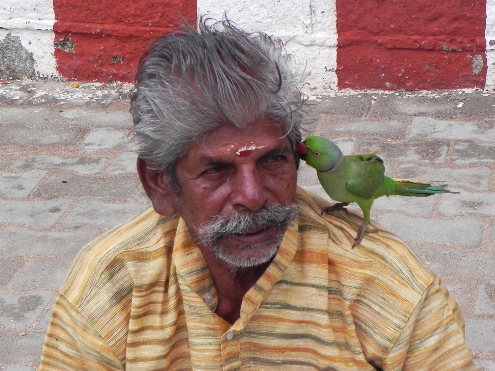 zelená, tajný, Papoušek, prozkoumat, mluvit, astrolog, Earskanyakumarů