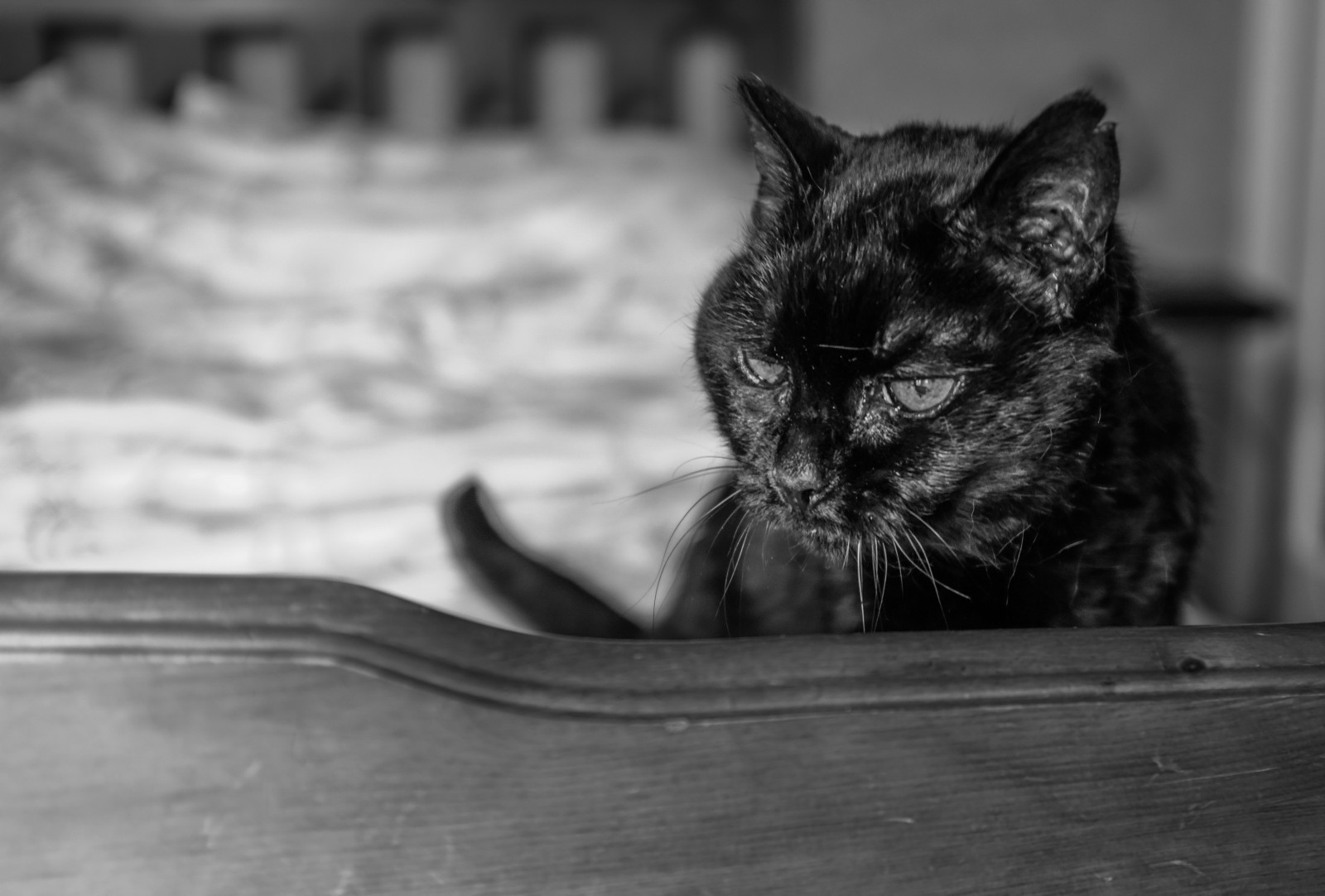 Černá, kočka, černobílý, ocas, postel, fotografování, srst, kníry, denní světlo, Kočkovitý, Lightroom, Černá kočka, Černý a bílý, tělesné, oko, fuji, x100t, savec, momentka, Černý a bílý, monochromatické fotografování, kočka jako savci, čenich, malé až středně velké kočky, carnivoran, domácí krátké vlasy kočka, xSeries, x100f, fujix100t, nevrlý, fujix100f, stock photography