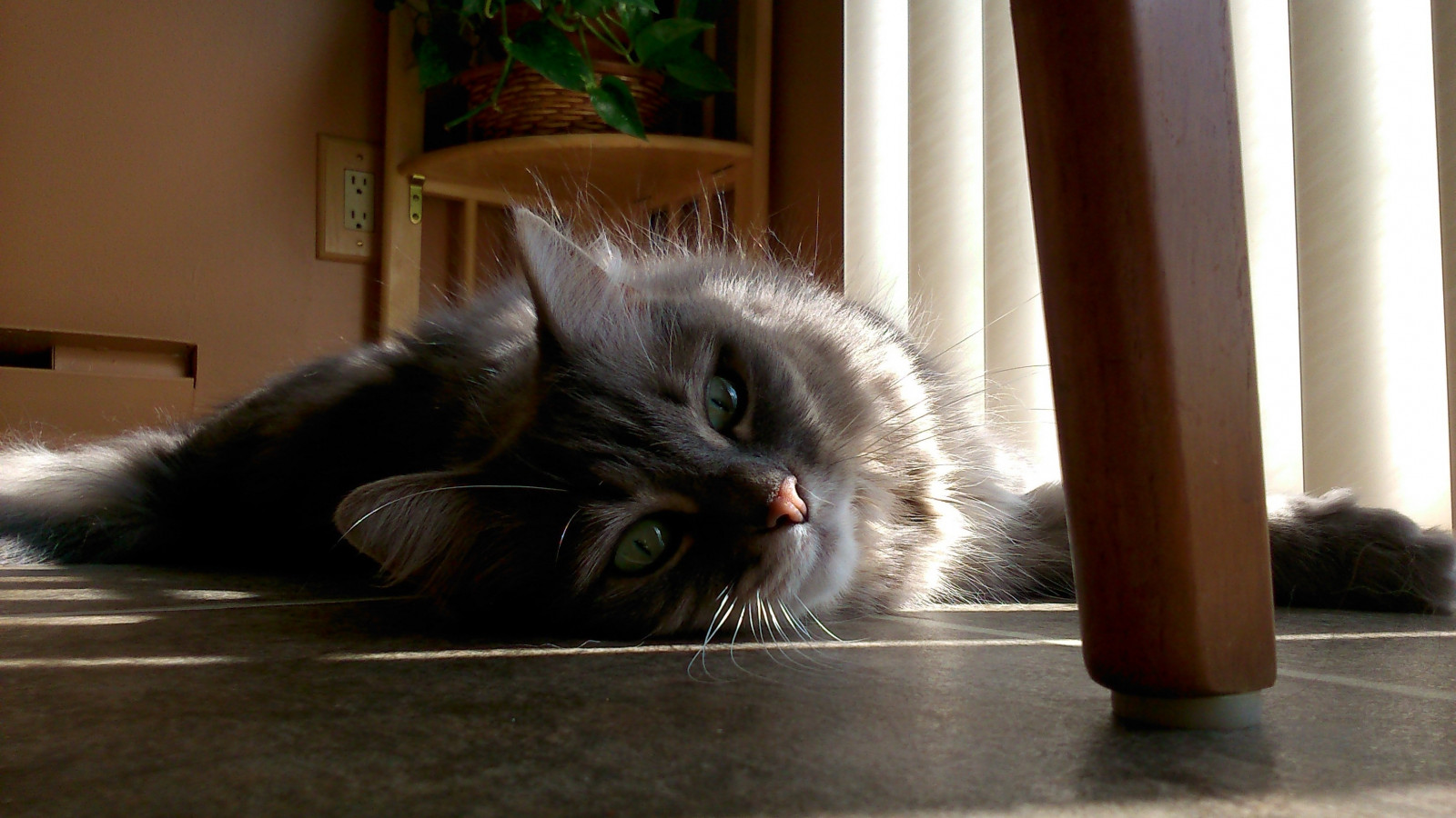 gatto, pelliccia, peloso, felino, pavimento, Furryfriday, shayla, happyfurryfriday, sparsi, Per la vita