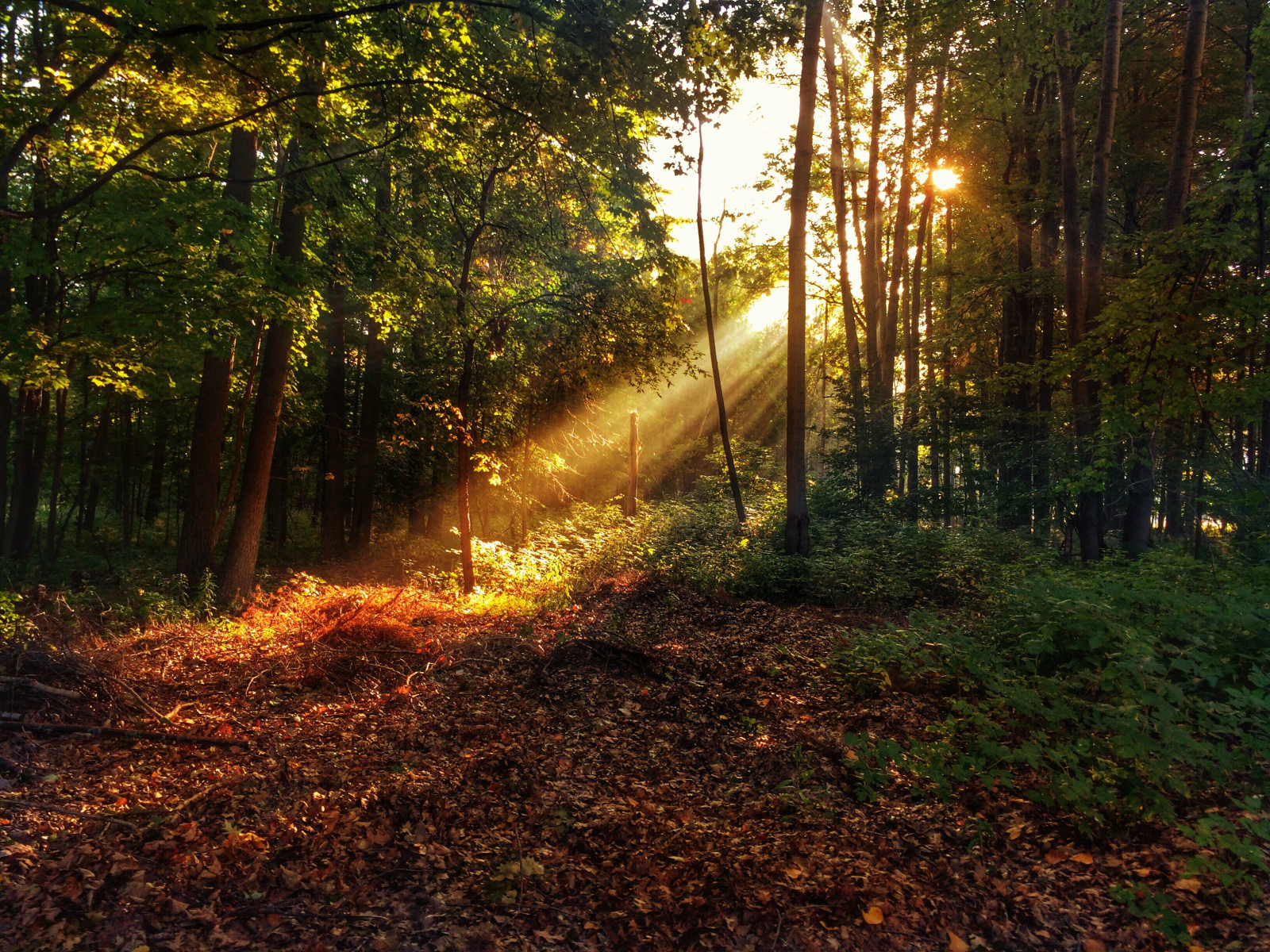 amore, natura, Michigan, Caseville, romantico, raggi, Karma, i phone