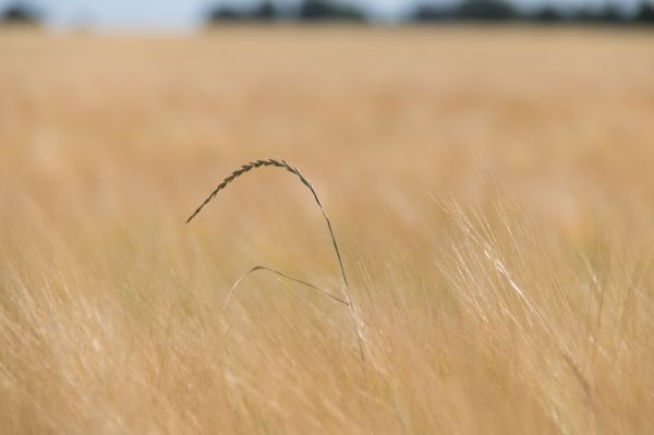 grass, field, wood, sand, grain, sad