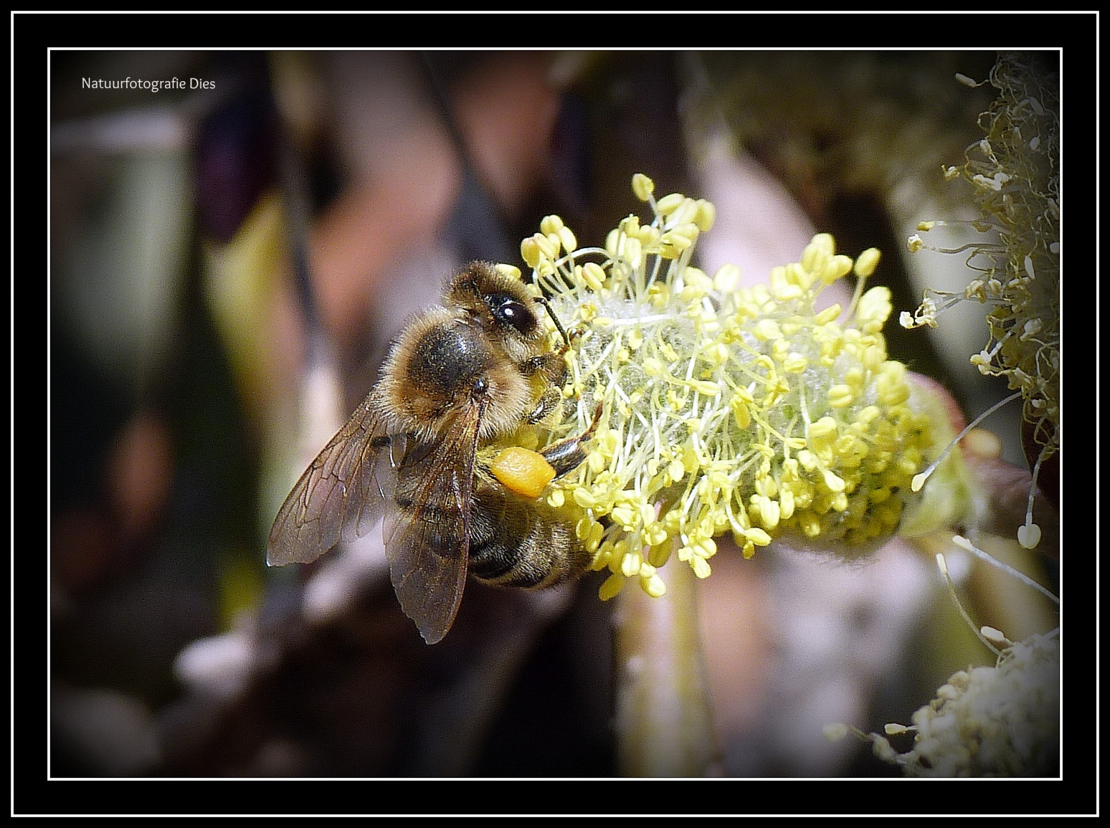makro, insekt, Thun, Dier, Zwitserland