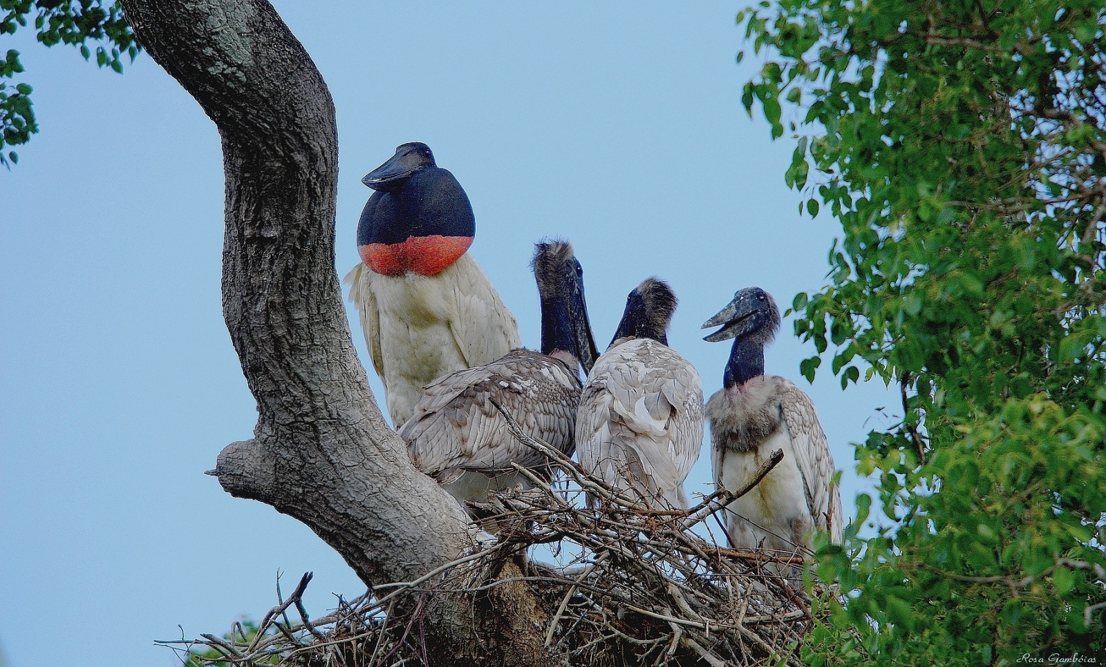 Brasile, uccelli, Brasil, fauna, bambini, nido, Ninho, natura, birdwatching, aves, uccelli, nido, birdwatching, Matogrosso, Pantanal, jabiru, oiseaux, Beb s, Tuiui, vidaselvagem, Jabirumycteria, ias rosagamb, Faunadopantanal, Il più famoso, Fam lianoninho