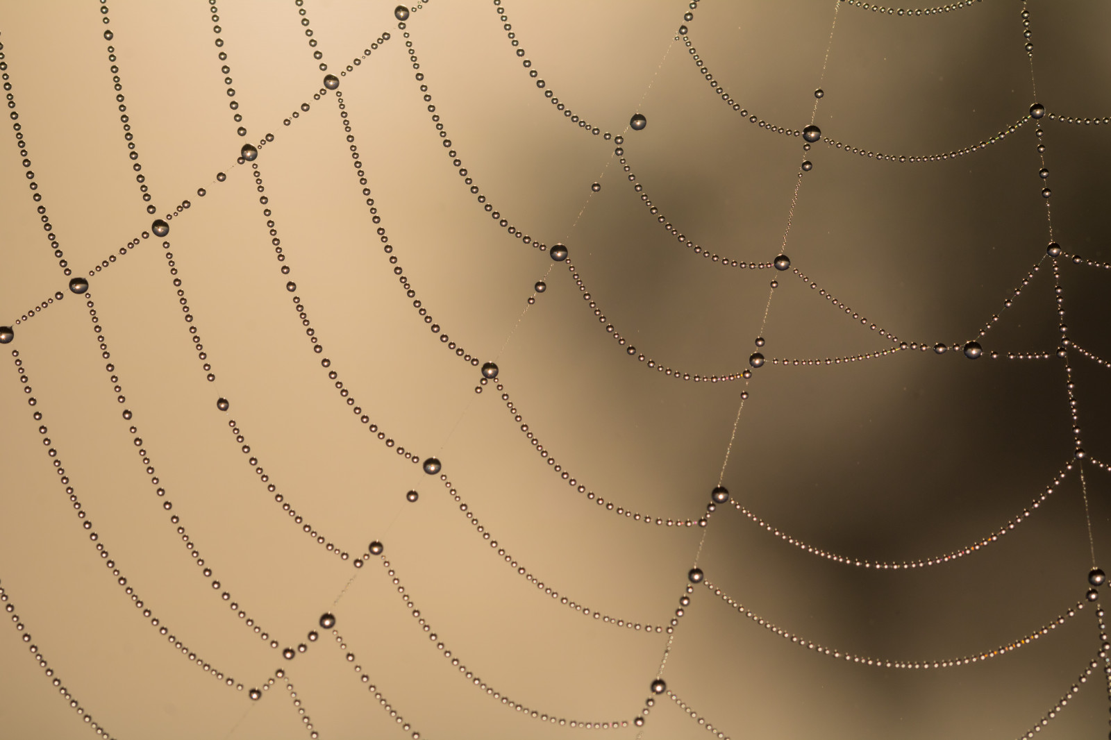 น้ำ, สมมาตร, วงกลม, แมงมุม, น้ำค้าง, อนาธิปไตย, เว็บ, spindeln t, วัสดุ, บรรทัด, หยด, exif model canoneos760d, ประเทศธรณีวิทยา, กล้องทำให้ Canon, geocity, กล้องรุ่น canoneos760d, geostate, ตำแหน่งทางภูมิศาสตร์, exif ทำให้ canon, droppe, exif isospeed 100, ความยาวโฟกัส Exif 100mm, รูรับแสง exif 10, เลนส์ exif100mmf28lmacroisusm, มังกร, n t, ปีก, สัตว์ป่า, การถ่ายภาพมาโคร, สัตว์ที่ไม่มีกระดูกสันหลัง, สัตว์ขากรรไกร, ใยแมงมุม