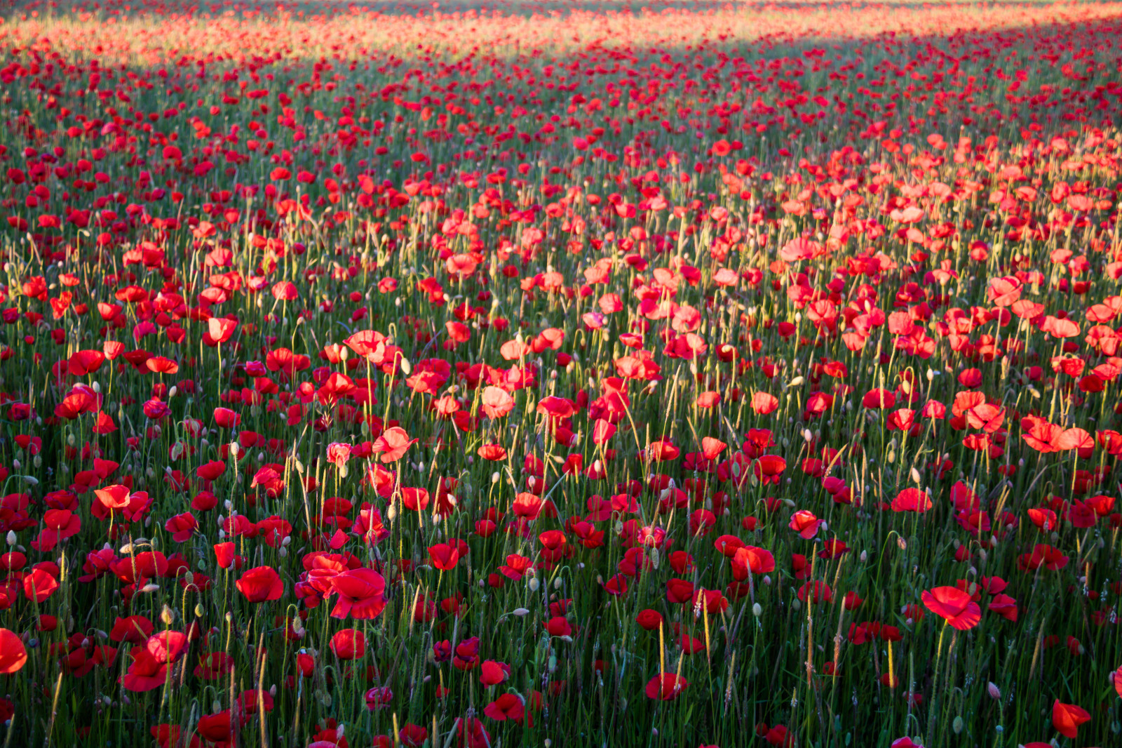 rosso, campo, asta, fiore, prateria, pianta, papavero, flora, blomma, f lt, vallmo, modello canoneos760d exif, Marca fotocamera Canon, modello di fotocamera canoneos760d, geolocalizzazione, Lente exif efs18200mmf3556is, exif fare canon, exif ISOSPEED 100, exif apertura 40, exif focalLength 32 millimetri, petalo, skateholm, prato, Fiore di campo, prateria, coquelicot, impianto di terra, pianta fiorita, pianta annuale, famiglia di erba