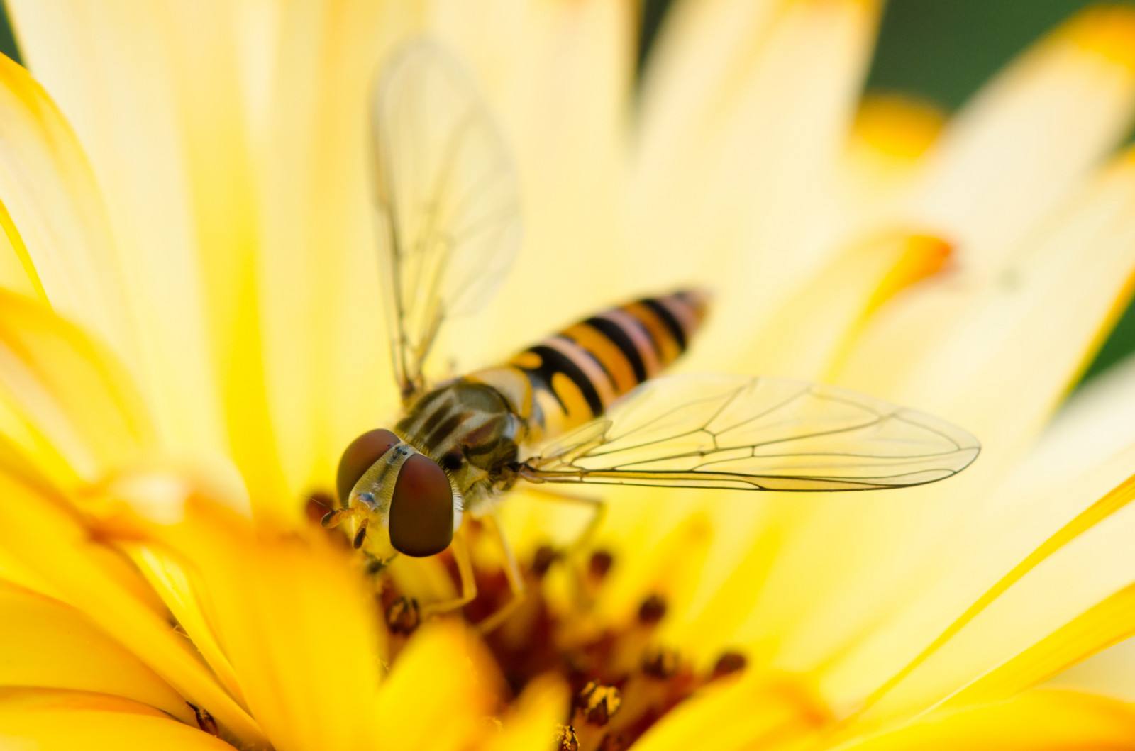 occhi, fiori, macro, insetto, giallo, polline, Volare, Ape, fiore, micro, occhio, vespa, petalo, augen, auge, hoverfly, Blume, peste, calabrone, Blumen, sfondo del computer, avvicinamento, fotografia macro, invertebrato, organismo, membrana insetto alato, nettare, Ape, castrare, Facetten, Fliege, Syrphid, Farfalla, Schwebfliege, Syrphus, Syrphidfly, Stehfliege, Schwirrfliege, Syrphusfly