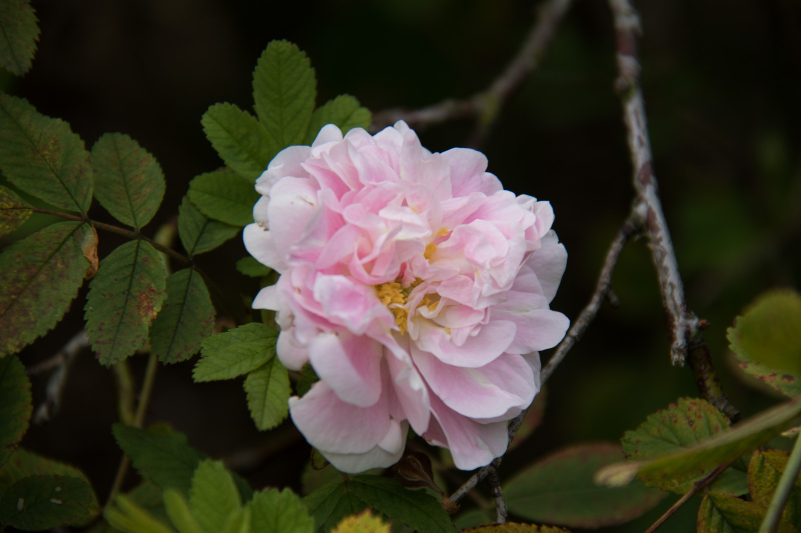 růže, květ, květ, rostlina, flóra, Blomma, exif modelu canoneos760d, geocountry, Kamera aby kánon, geocity, Model fotoaparátu canoneos760d, geostate, geolocation, EXIF čočka efs18200mmf3556is, exif focallength 200mm, exif aby kánon, EXIF isospeed 100, EXIF otvor 63, katrinetorp, katrinetorpslanderi, okvětní lístek, rosa, botanika, suchozemská rostlina, kvetoucí rostlina, keř, zahradní růže, růže rodina, růže objednávka, rosa centifolia, rosa rubiginosa