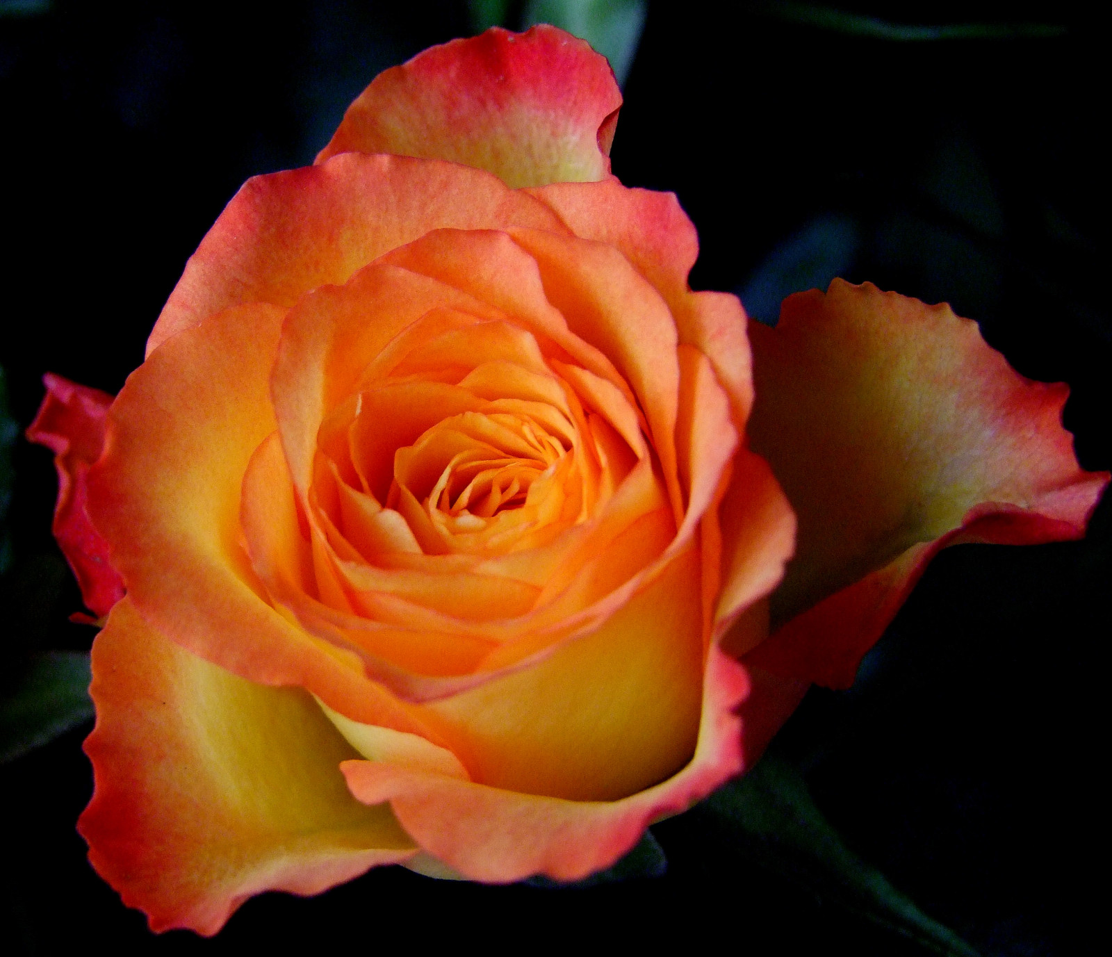 makro, žlutý, růže, Broskev, růžový, květ, rostlina, flóra, pupen, okvětní lístek, natureselegantshots, flowersarebeautiful, S100FS, počítač tapeta, kvetoucí rostlina, zblízka, makro fotografie, závod stonek, zátiší fotografování, zahradní růže, růže rodina, růže objednávka, floribunda, rosa centifolia, organge, china rose