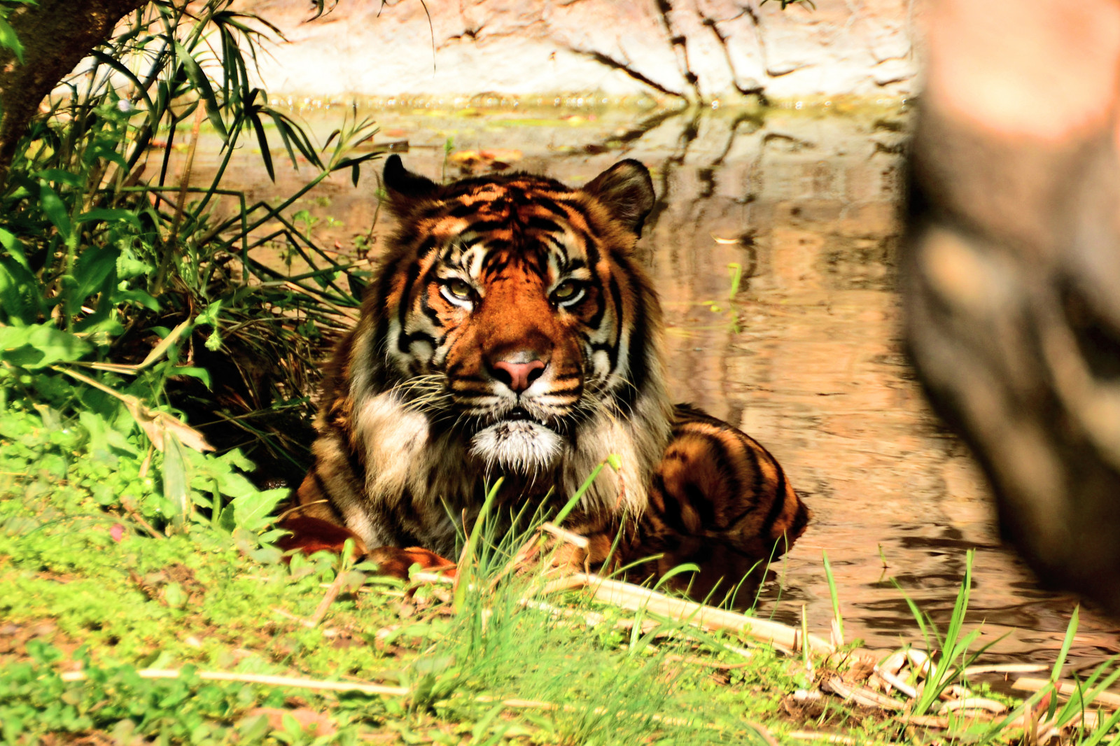 Giappone, erba, tigre, natura, Nikon, grandi gatti, Zoo, soleggiato, barba, giungla, 2015, primavera, Yokohama, felino, aprile, Tamron, animale, foto, fotografia, Kanagawa, fauna, mammifero, D5100, gatto come mammifero, grugno, carnivoran, organismo, specie in pericolo, RedList, animale selvaggio, sp70300mmf456divcusd, A005, modela005, panthera, animalphoto, Asahiward, Zoorasia, Savagebeast, Beastofprey, Carnivora, Sumatrantiger, Iucnredlist, Criticamente indirizzato, bel tempo, tempo sereno, Guntur, Yokohamaparkzoologicalgardens, terrestrial animal