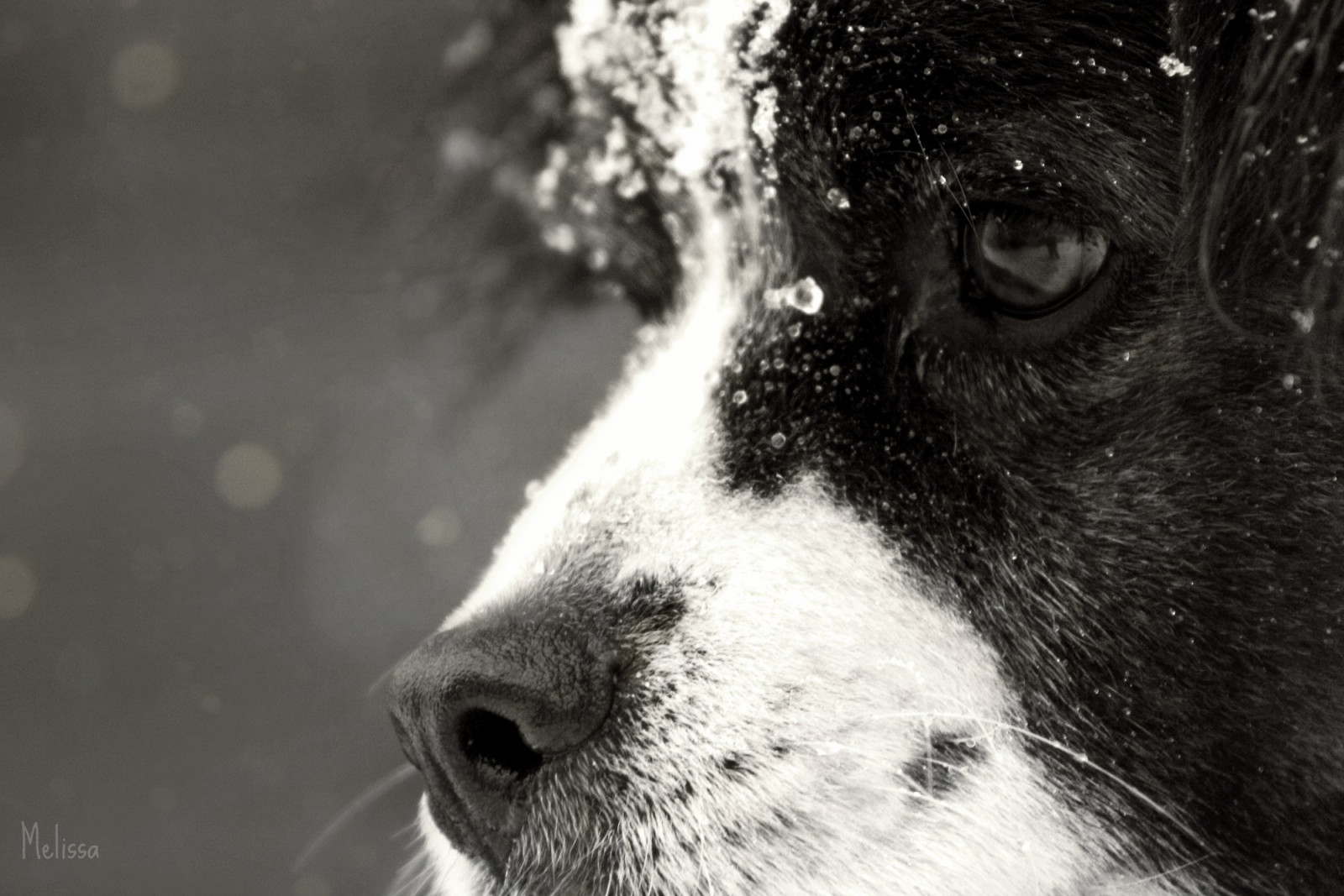 Wallpaper winter, dog, snow, cute, puppy, fur, nose, eyes, furry