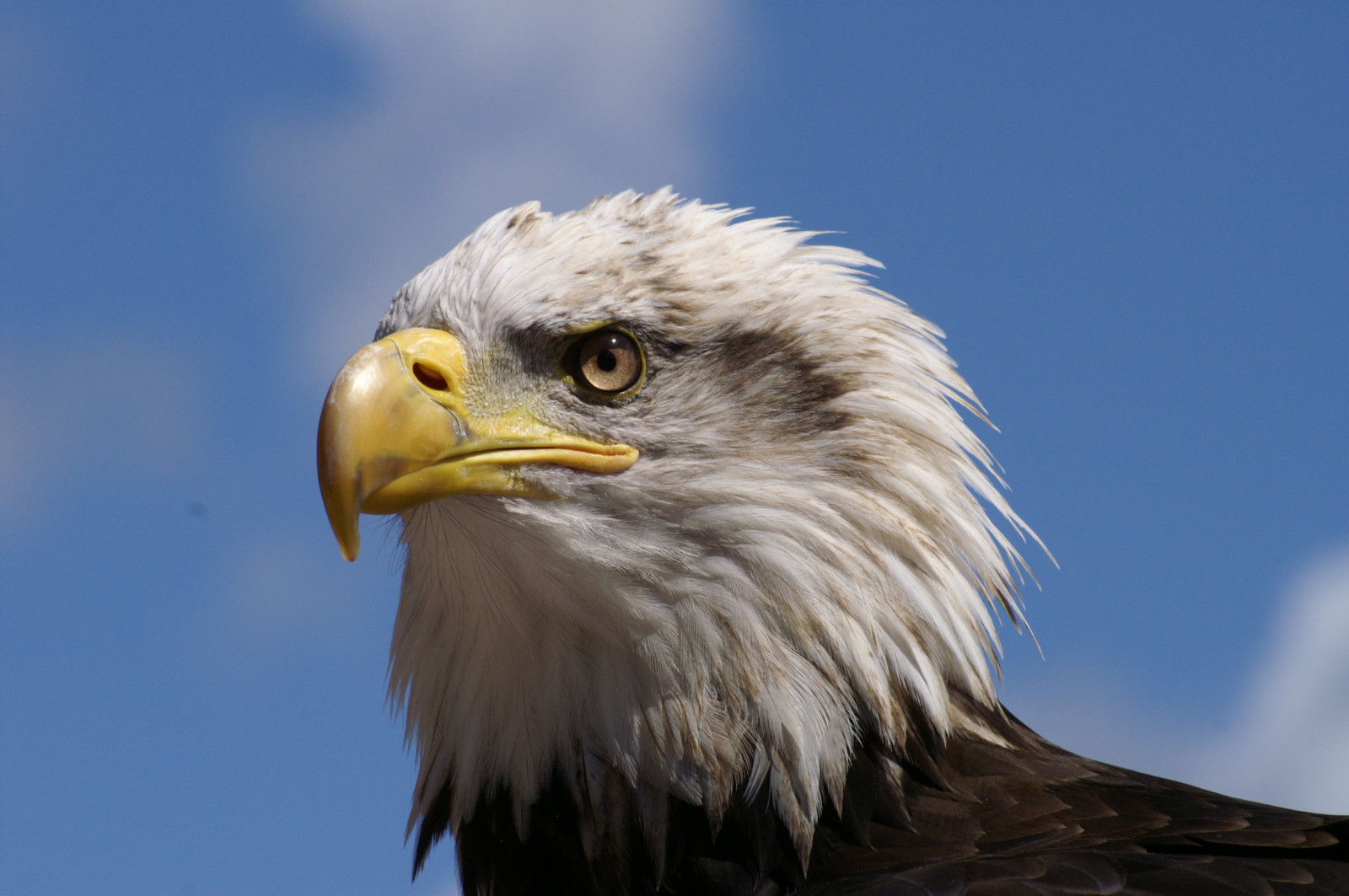 ptactvo, Příroda, Země, peří, Volně žijících živočichů, svět, dravý pták, Francie, zoologická zahrada, orel, Orel bělohlavý, zobák, Sokol, Krásná, pták, , náš, Pírko, káně, křídlo, fauna, Brittany, zobáky, zblízka, Accipitriformes, křehký, divy, Greatand
