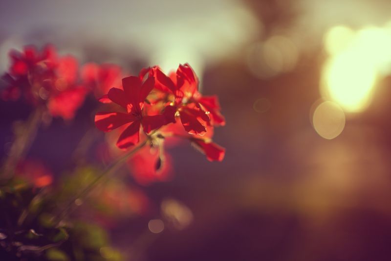 slunečnímu záření, západ slunce, Červené, fotografování, makro, větev slunečnímu záření, západ slunce, Červené, fotografování, makro, větev