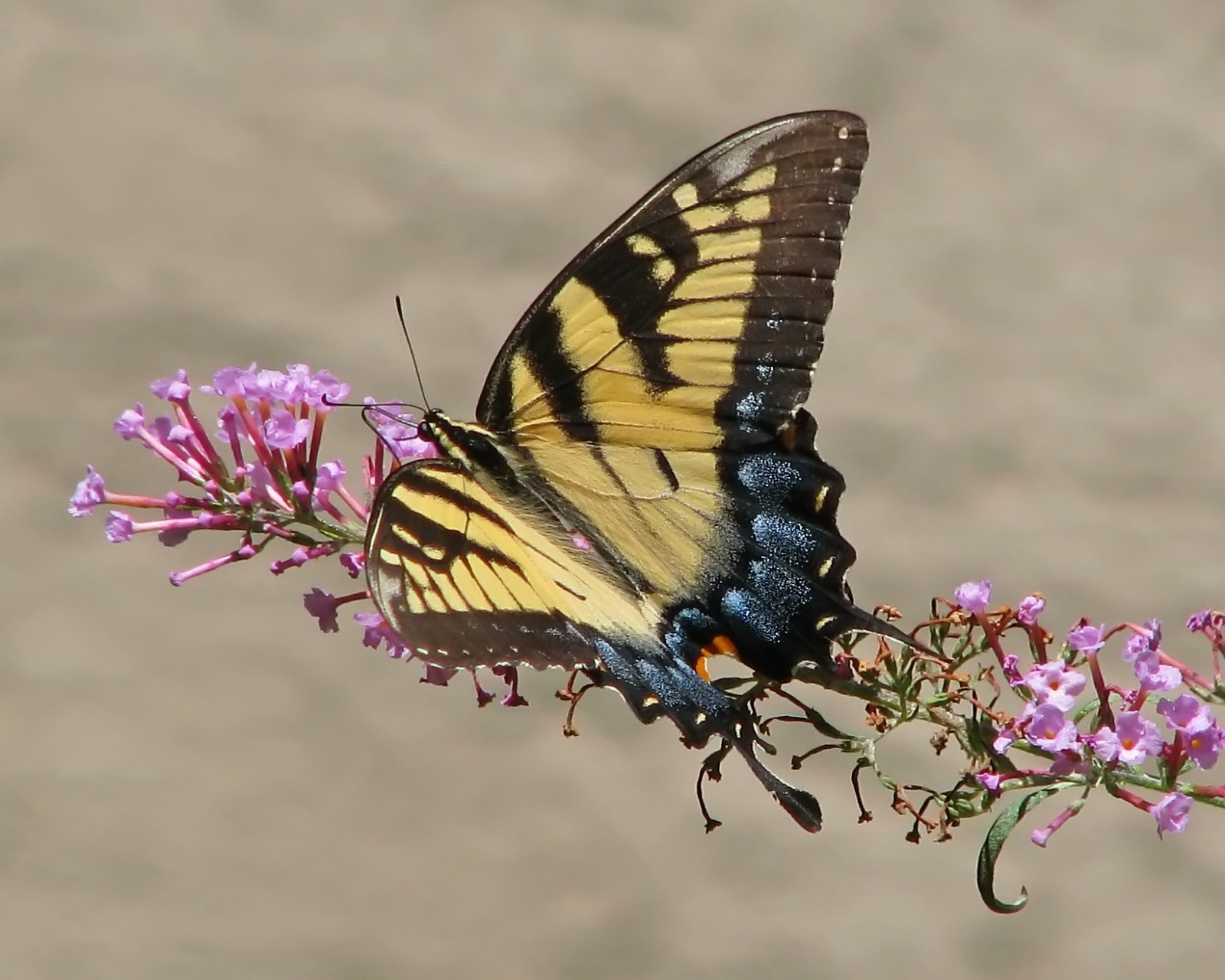 ปีก, เสือ, ผีเสื้อ, แมลง, สีเหลือง, สัตว์ป่า, Canon, สีชมพู, ลายเส้น, จอร์เจีย, ลาน, ปลูก, ngc, กลุ่ม 100 กลุ่ม, NPC, supershot, การถ่ายภาพมาโคร, สัตว์ที่ไม่มีกระดูกสันหลัง, สัตว์ขากรรไกร, น้ำทิพย์, แมลงผสมเกสร, ผีเสื้อและผีเสื้อ, bigmomma, vickisnature, touchofblack, storybookwinner, storybookttwwinner, storybookttwchallenge, lycaenid, ผีเสื้อพระมหากษัตริย์, Pieridae, beautifulworldchallenges, ผีเสื้อแปรง, touchofblue, ผีเสื้อ, readygame, easttigerswallowtail, readygrandmother, 2982, s5t, bwcgbutterflies, motheranythingwmedal, storybookinsects