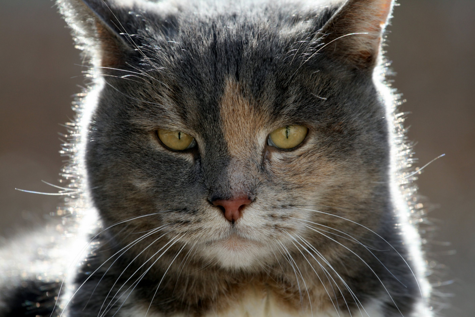 kočka, citát, Drákula, Zředit, kaliko, kubismus, blueribbonwinner, cc100, golddragon, ef70200mmf4lusm, abigfave, kissablekat, bestofcats, kittyschoice, superbmasterpiece, beyondexcellence, diamondclassphotographer, flickrdiamond, pet500, Empyreananimals, heartawards, theunforgettablepictures, Mimořádných kompozic, platinumheartaward, platinumhearts, goldstaraward, oldplatinumhearts, oldheartawards