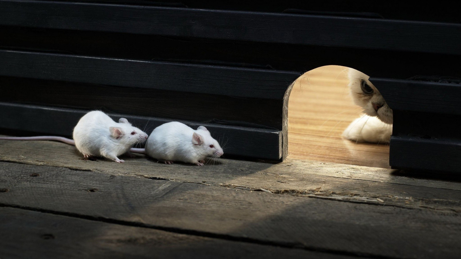 světla, bílý, kočka, myši, zvěř, dřevěný povrch, stín, dřevo, domácí zvíře, čekání, kočky, savec, 1920x1080 px, obratlovců, krysa, Muridae