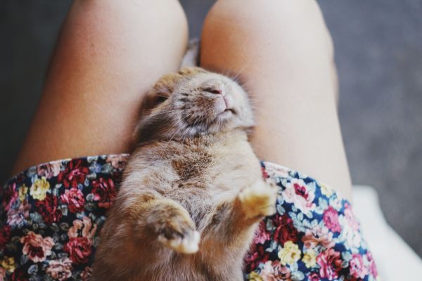 flowers,cute,rabbit,bunny,legs,skirt