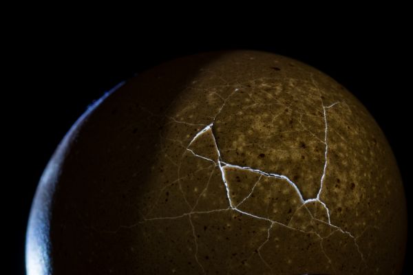 macromondays,egg,macro,crackedegg,hollowegg,backlit