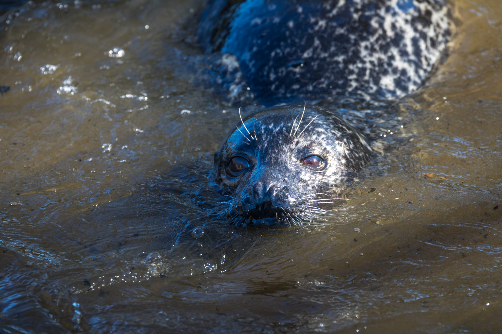 vand, dyreliv, Zoo, dyr, djur, Djurpark, Odder, sk nesdjurpark, forsegle, s l, krybdyr, havbiologi, havpattedyr, Havneforsegling
