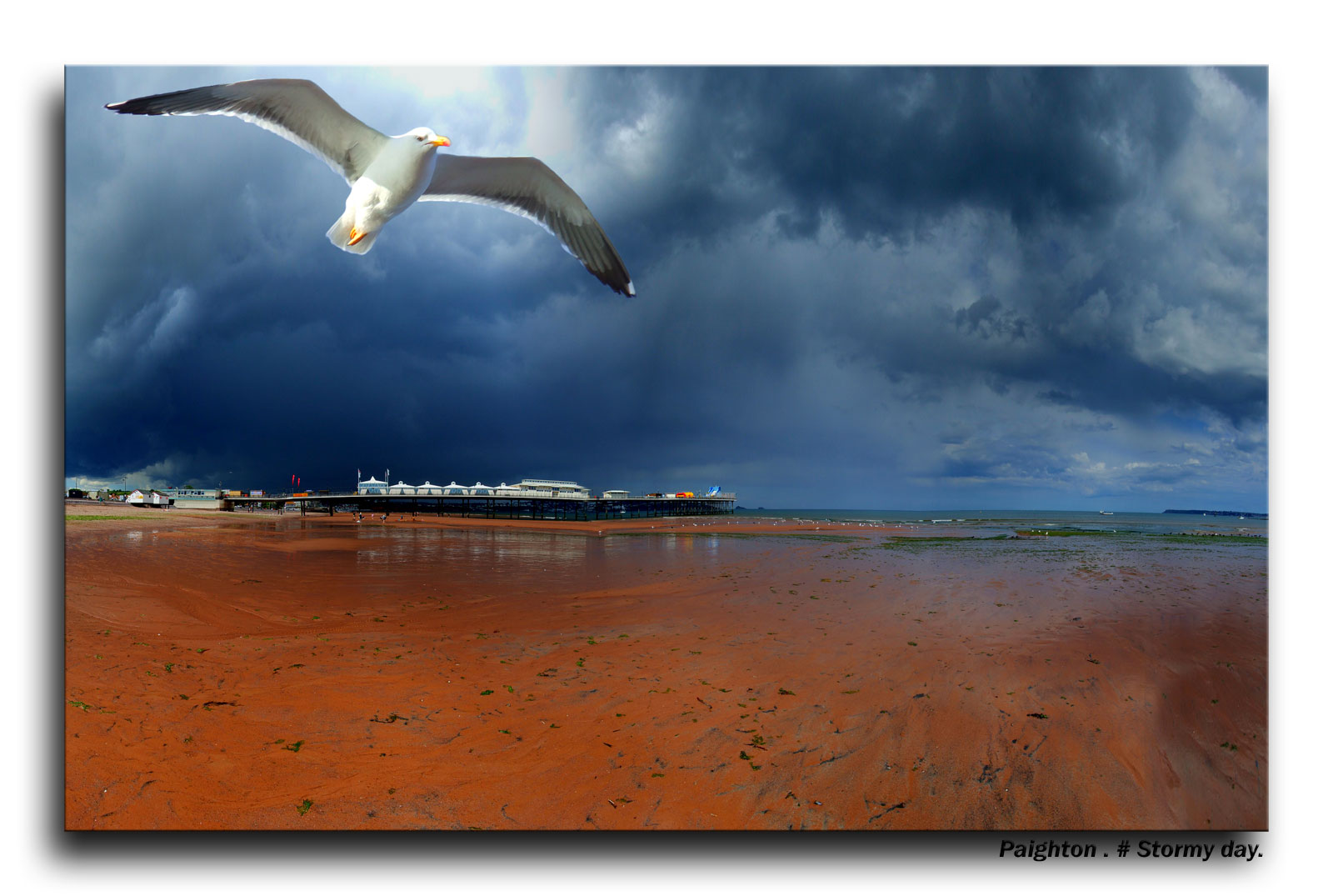 krajina, Anglie, Spojené království, Devon, prozkoumat, pták, vlna, odpočinout si, racek, mořský pták, abigfave, theunforgettablepictures, mywinners, Bravo, aplusphoto, platinumphoto, diamondclassphotographer, flickrdiamond, goldstaraward, 365 dnů, rubyphotographer, odlesky, supershot, visiongroup, moderní umění, Torbay