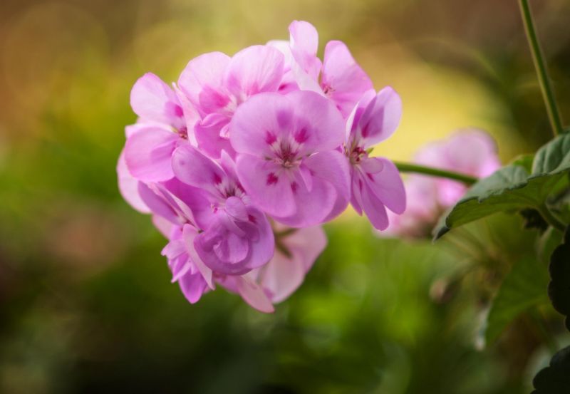 flowers, nature, macro, blossom, flower, branch flowers, nature, macro, blossom, flower, branch