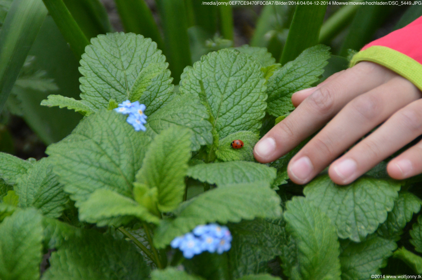 les, sport, kůň, tráva, hospodařit, fotbal, bylina, květ, rostlina, mimo, keř, prase, Wald, hof, draussen, pferd, drausen, fusball, Fotbal, Guinea, bylina