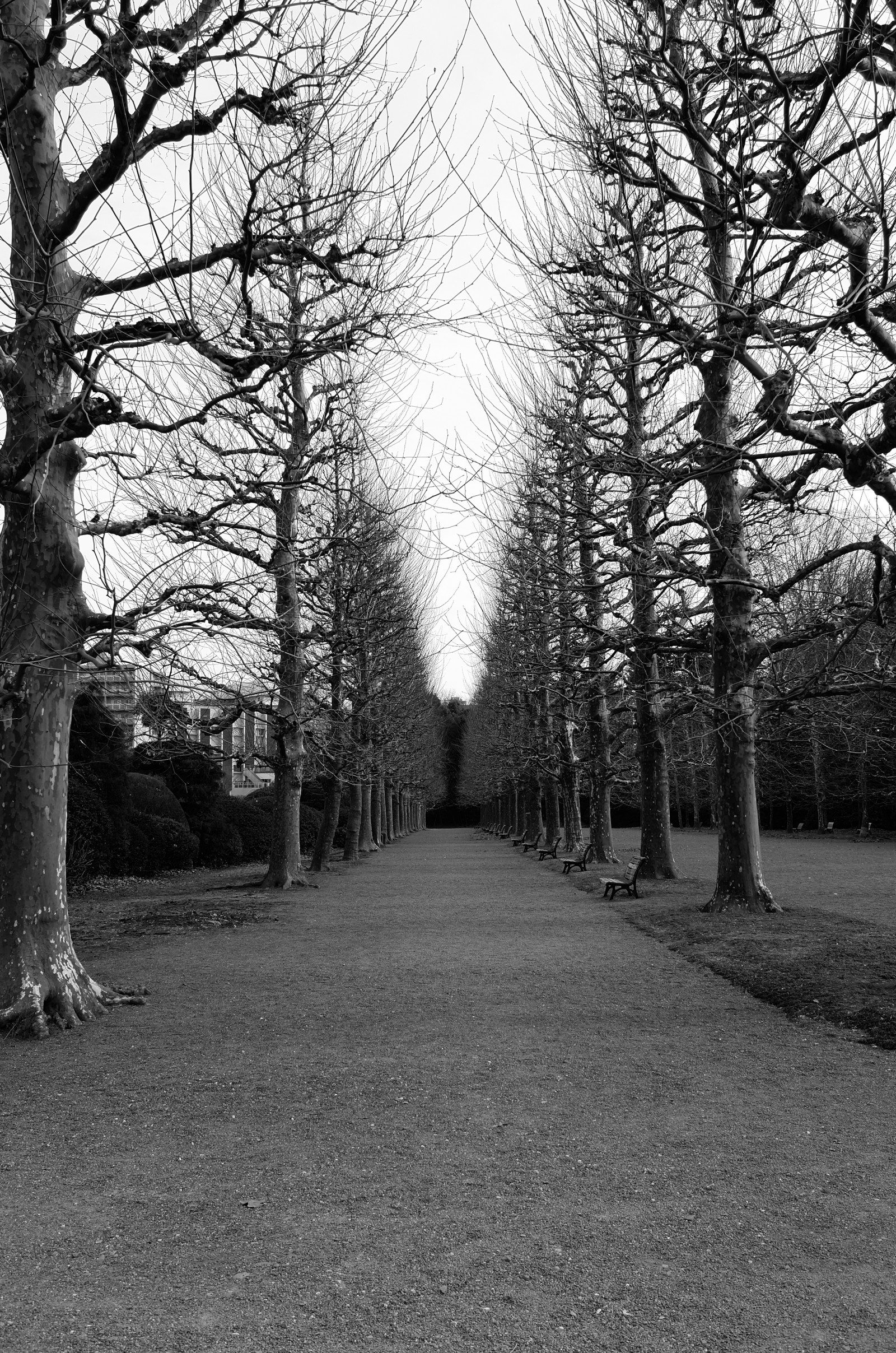 Japonsko, slunečnímu záření, les, černobílý, tráva, park, zima, větev, Leica, Tokio, jp, světlo, strom, podzim, list, rostlina, sezóna, T, shinjukgyoen, Shinjuku, leicat, summicront235, Summicron, t235, zálesí, atmosférický jev, Černý a bílý, monochromatické fotografování, dřevina