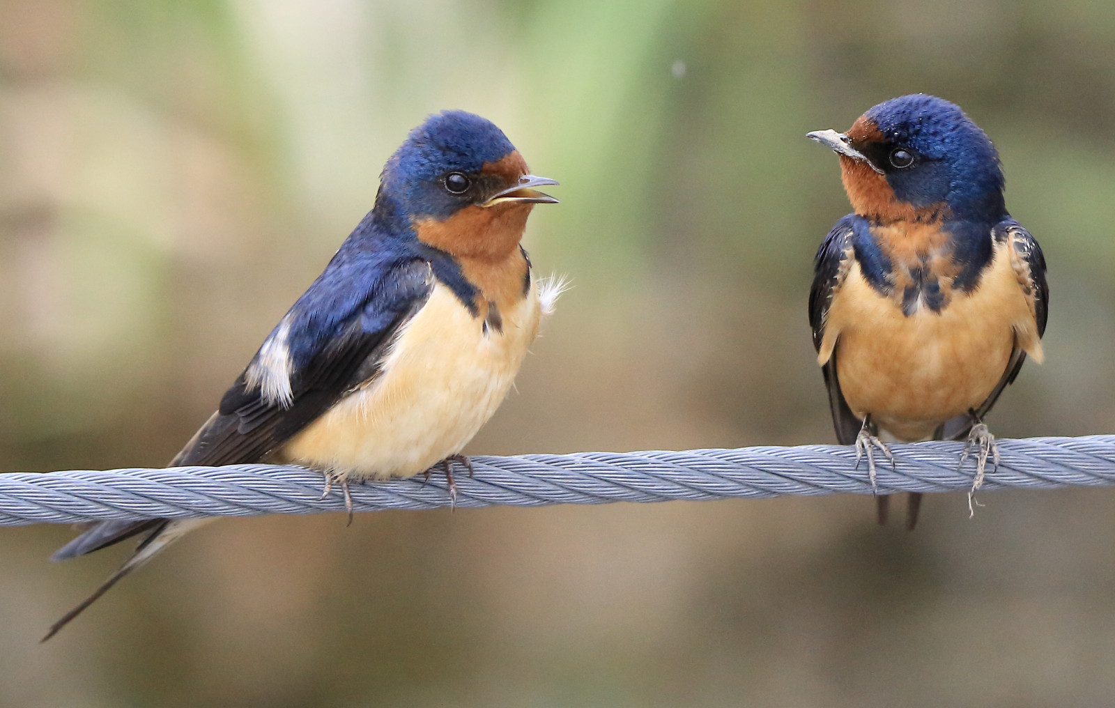 Natur, Ast, Tierwelt, Kanon, Schnabel, Ontario, Tamron, Vogel, Fink, Robin, Flügel, schlucken, Eos, Fauna, Drossel, Birdwatcher, 70d, Barnswallows, Richmondhill, Rickykcwong, Hockende vogel, Wirbeltier, Alte Welt Fliegenschnäpper, Bellen, Emberizidae