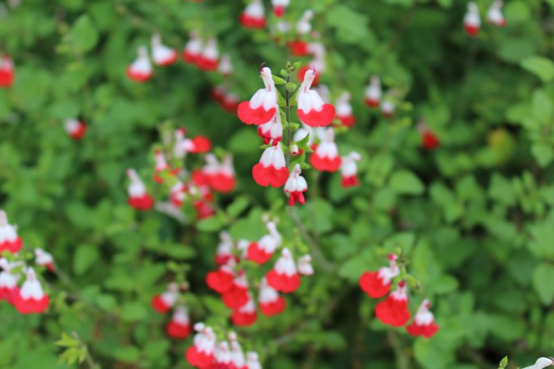 blomster, have, urt, blomst, farverig, rød blomster, have, urt, blomst, farverig, rød