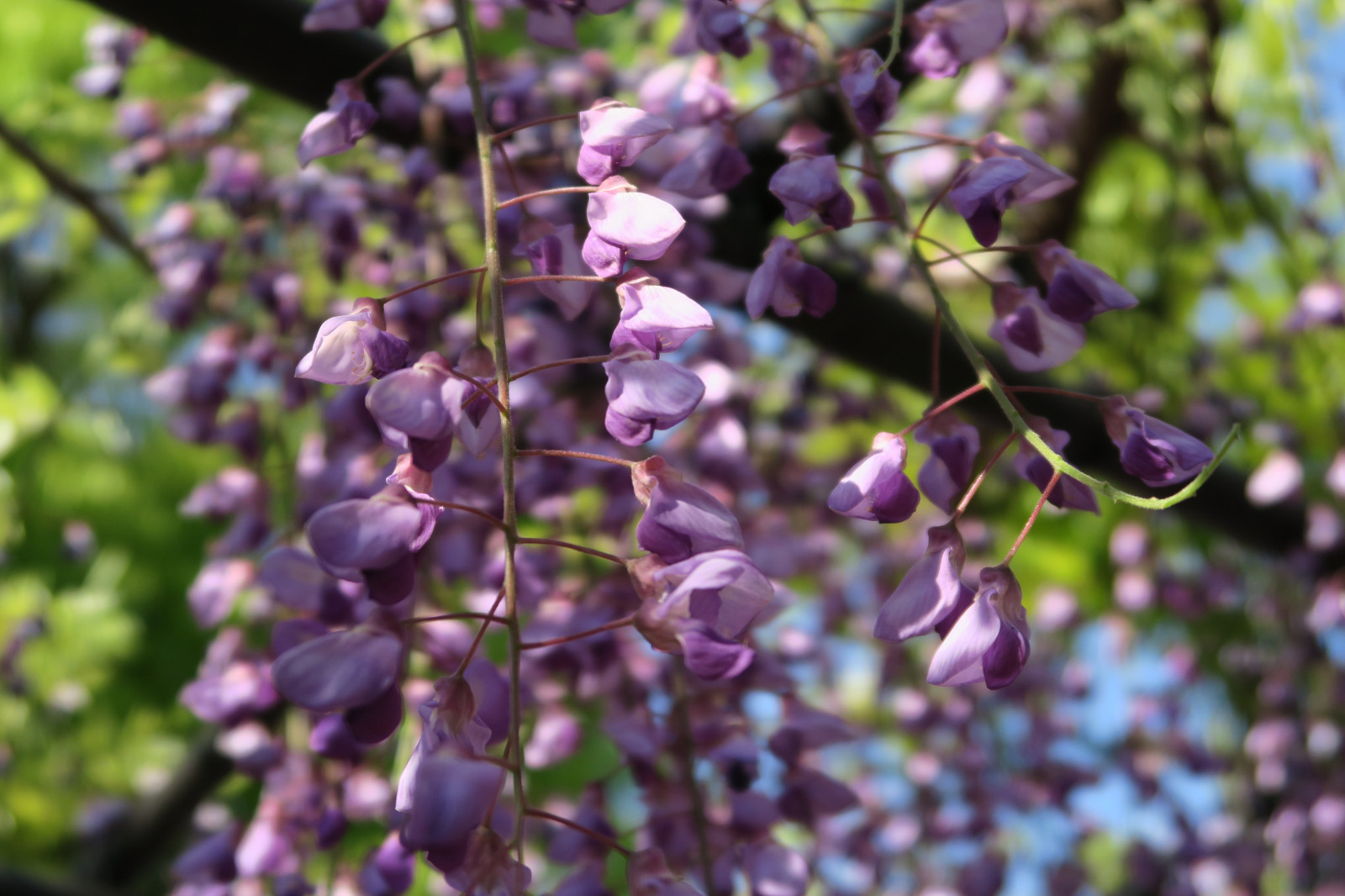 Japonsko, zahrada, Příroda, větev, Kánon, květ, Tokio, bylina, vistárie, šeřík, list, květ, rostlina, flóra, Kameido, silná rána, g7x, kameidotenjin, divoká rostlina, vyrobit, botanika, suchozemská rostlina, kvetoucí rostlina, keř, makro fotografie, angličtina levandule