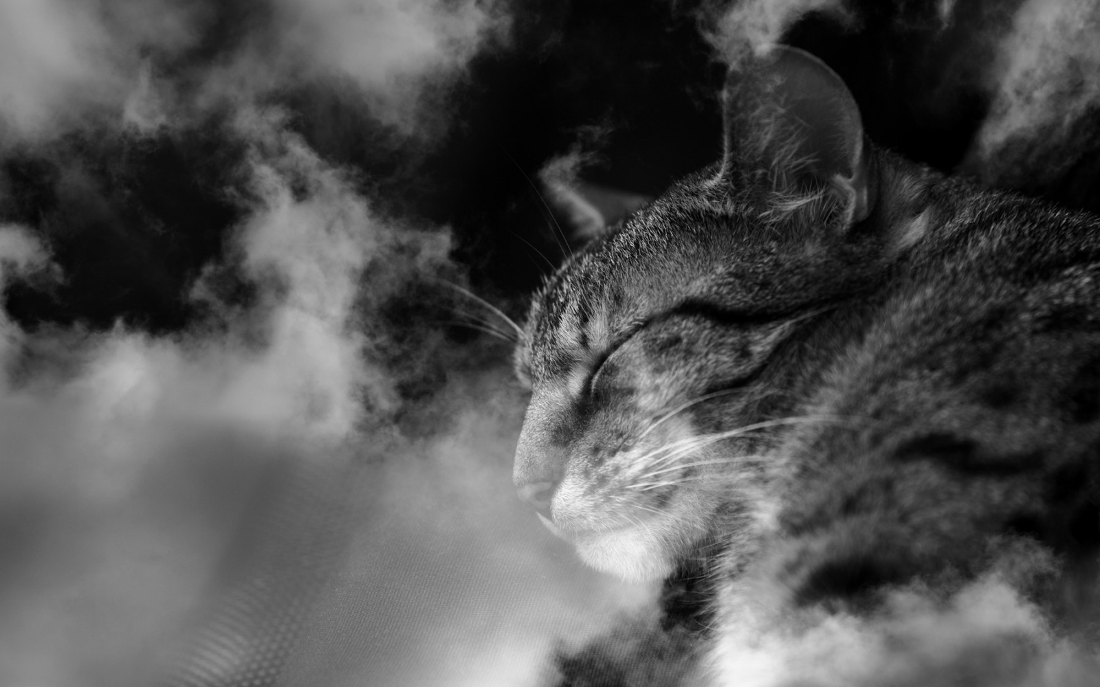 hvid, sort, kat, dyr, monokrom, natur, himmel, fotografering, skyer, Frankfurt, whiskers, kæledyr, test, 2014, sort og hvid, bw, katte, himmel, mørke, SW, 6d, wolken, pattedyr, canoneos6d, multipleexposure, anymotion, tiere, sort og hvid, monokrom fotografering, tæt på, kat lignende pattedyr, makrofotografering, små til mellemstore katte, Katzen, tabby, pude, Kissen, Smilla