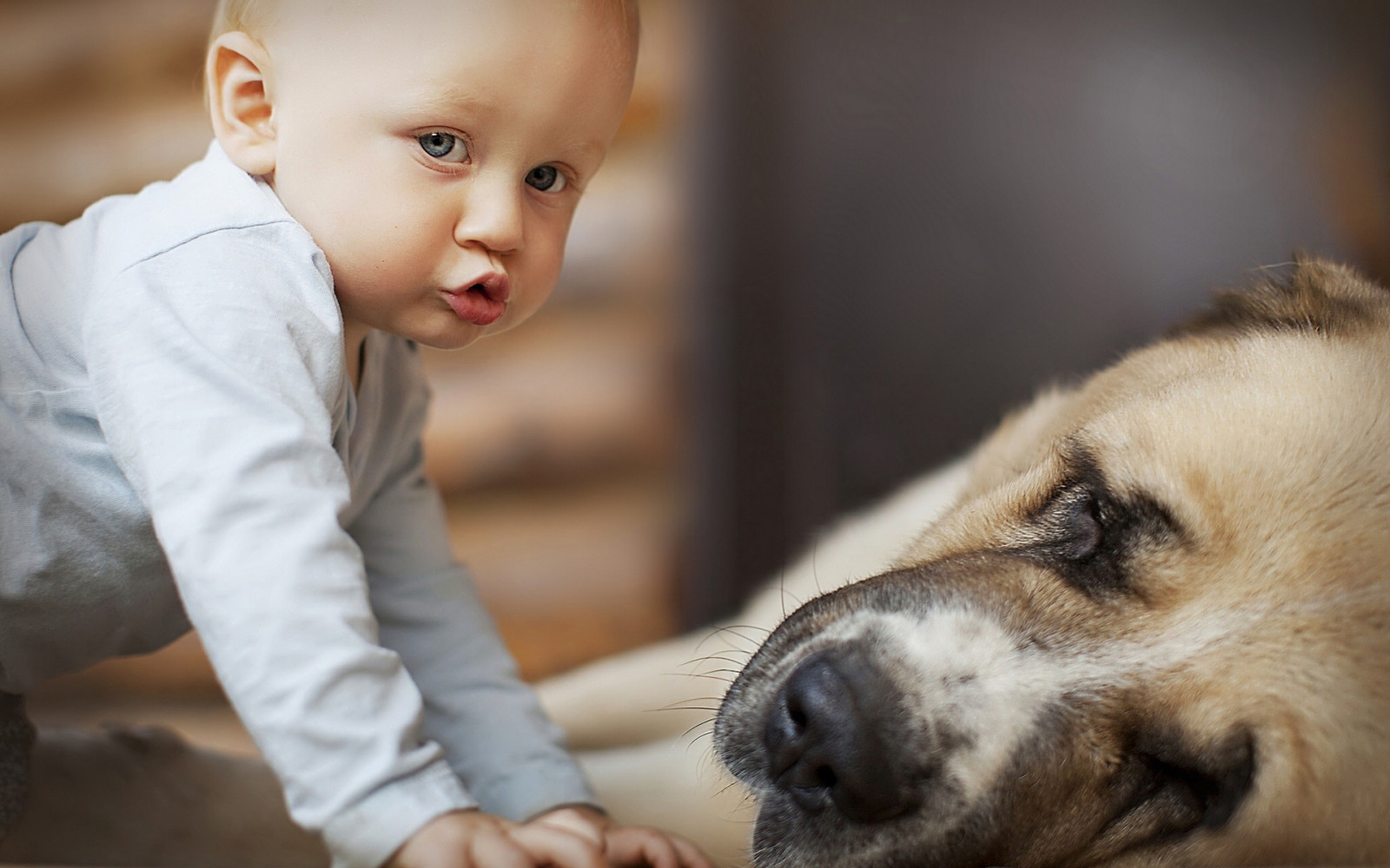 Wallpaper : 1920x1200 px, animals, babies, children, cute, dogs ...
