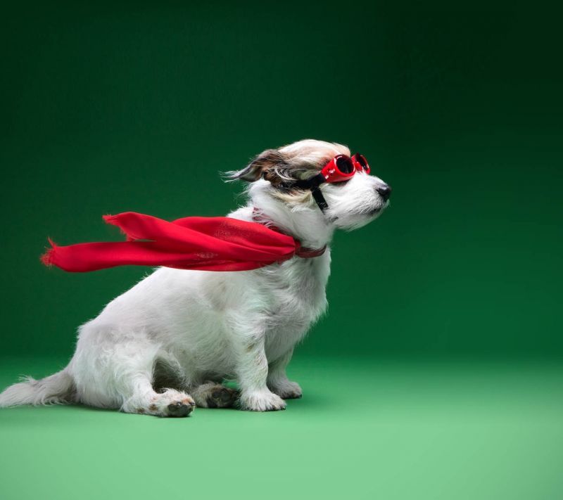 1440x1280 px, Pes, štěně, savec, obratlovců, pes jako savec