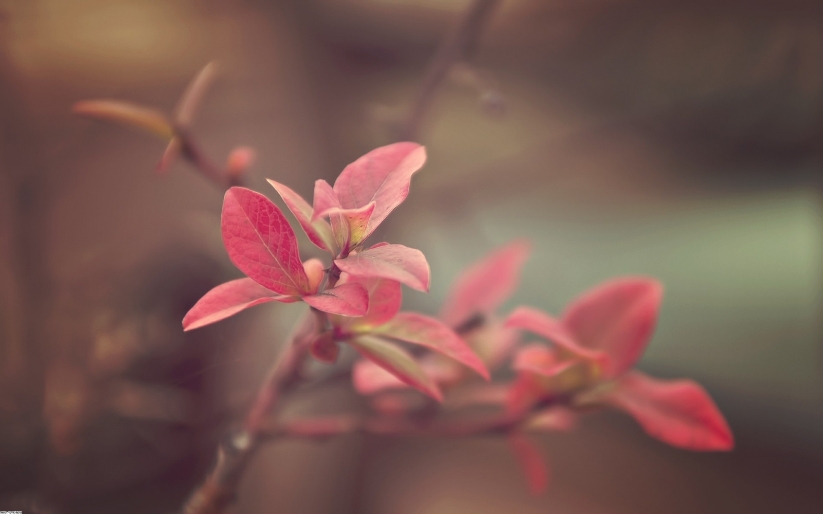 blomster, natur, rød, planter, fotografering, makro, afdeling, blomst, lyserød, forår, blad, blomst, plante, flora, knop, grene, kronblad, wildflower, 1920x1200 px, botanik, jord plante, blomstrende plante, tæt på, Busk, makrofotografering, stængelplante