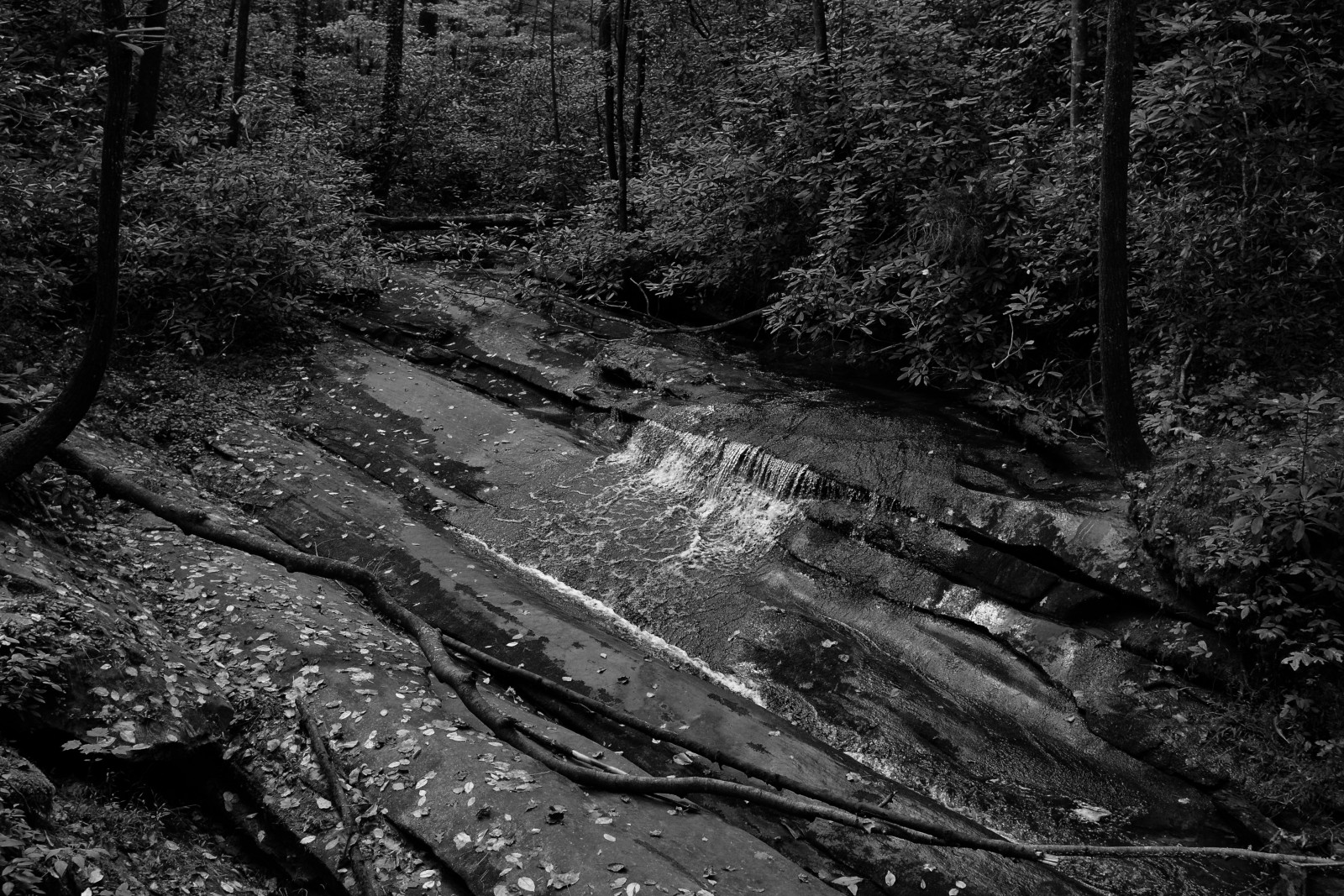 træer, landskab, Skov, hvid, sort, bjerge, monokrom, vand, klippe, natur, himmel, parkere, udendørs, fotografering, tabel, afdeling, flod, USA, ødemark, jungle, strøm, sti, vandring, dannelse, Carolina, træ, bjerg, vandretur, plante, bw, skov, os, syd, vegetation, mørke, bæk, syd-, stat, sightseeing, monoton, skov, geologi, sort og hvid, monokrom fotografering, vedplante, bagagerum, geologisk fænomen, gamle vækst skov, upcountry, stock photography