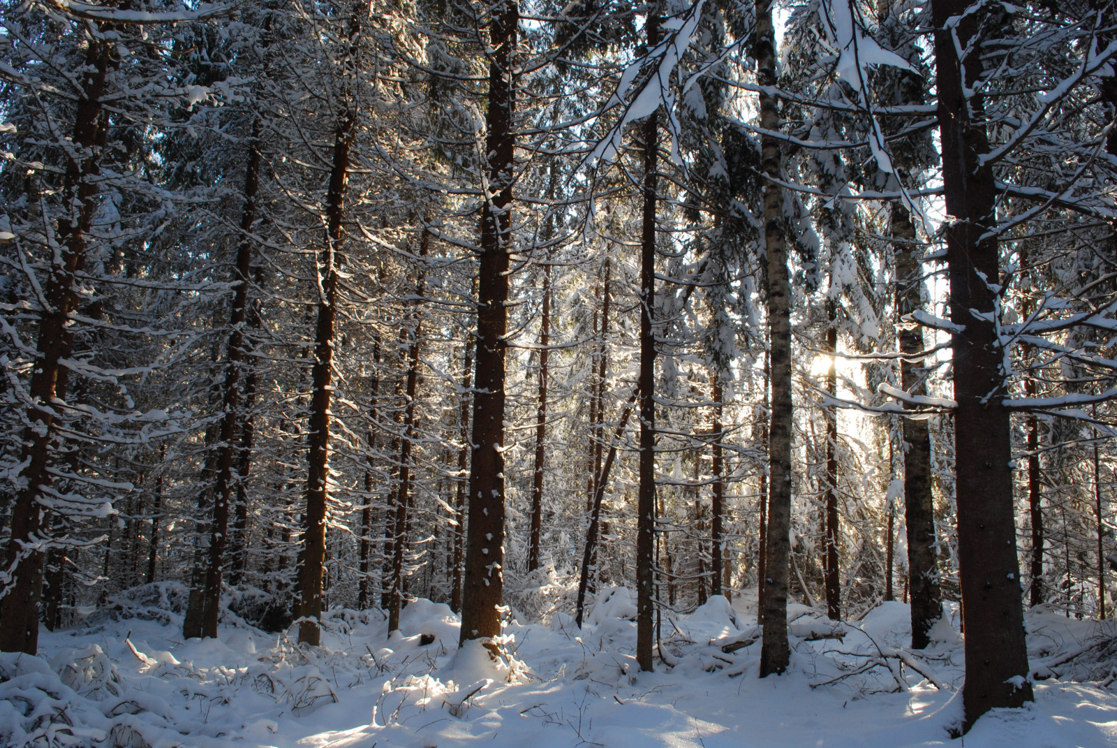 sne, vinter, træ, natur, økosystem, skov, Skov, spruce fir forest, vedplante, Fryser, tempererede nåleskove, lund, frost, bagagerum, sti, afdeling, himmel, birk, biom, sollys, træ, gamle vækst skov, tempereret løvfældende skov, tropical and subtropical coniferous forests, lærk, fyr familie, gran, landskab