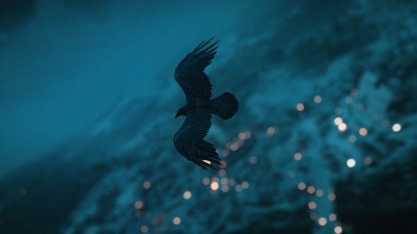water,sky,cloud,bird,beak,azure
