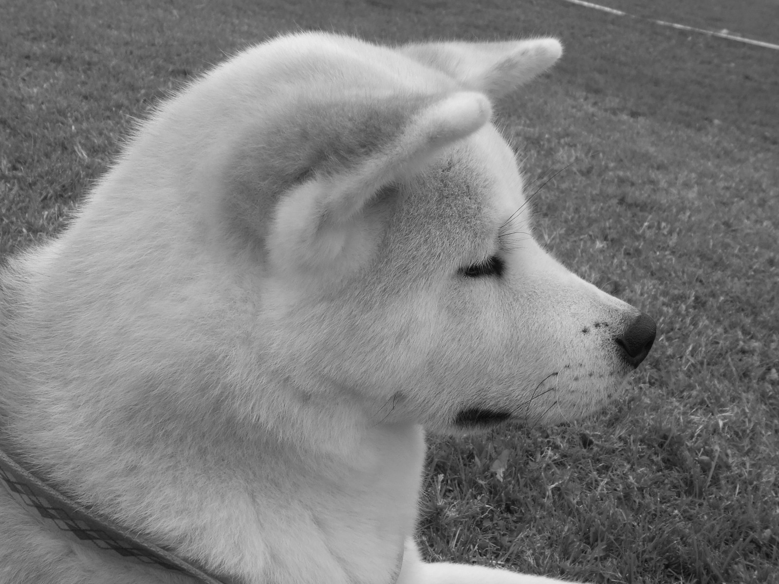 ansigt, hvid, monokrom, profil, hund, næse, Akita, hokkaido, hundehvalp, pattedyr, sort og hvid, hvirveldyr, hund som pattedyr, hundens race gruppe, samojed, akita inu, koreansk Jindo hund, Kishu, sort hvid