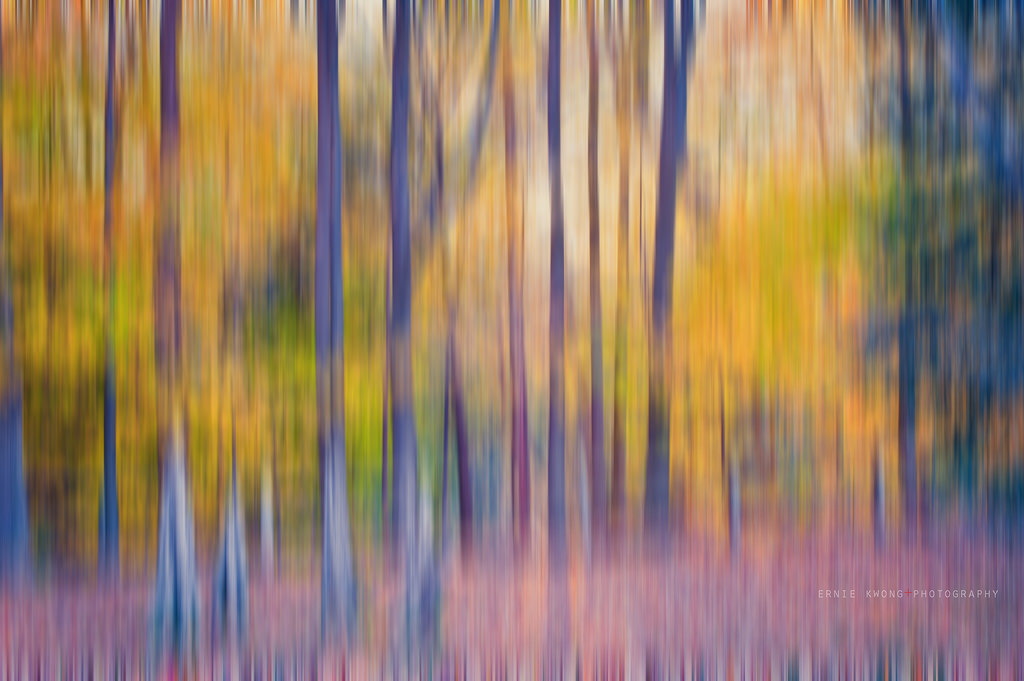 voda, odraz, Příroda, list, strom, nebe, slunečnímu záření, tráva, větev, les, počítač tapeta, uklidnit, tráva rodina, podzim, bayou, mokřadní, symetrie, zálesí, malování, závod stonek