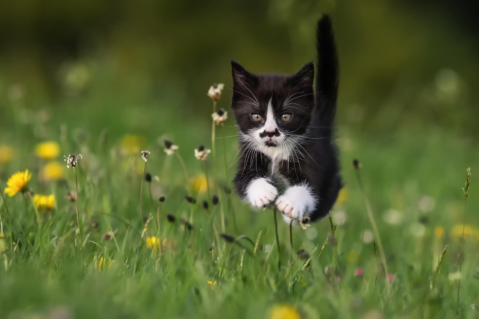 mačka, zver, tráva, skákanie, fúzy, bezat, kvetina, mača, lúka, fauna, cicavec, prérie, stavovcov, mačka ako cicavce, malé až stredne veľké mačky
